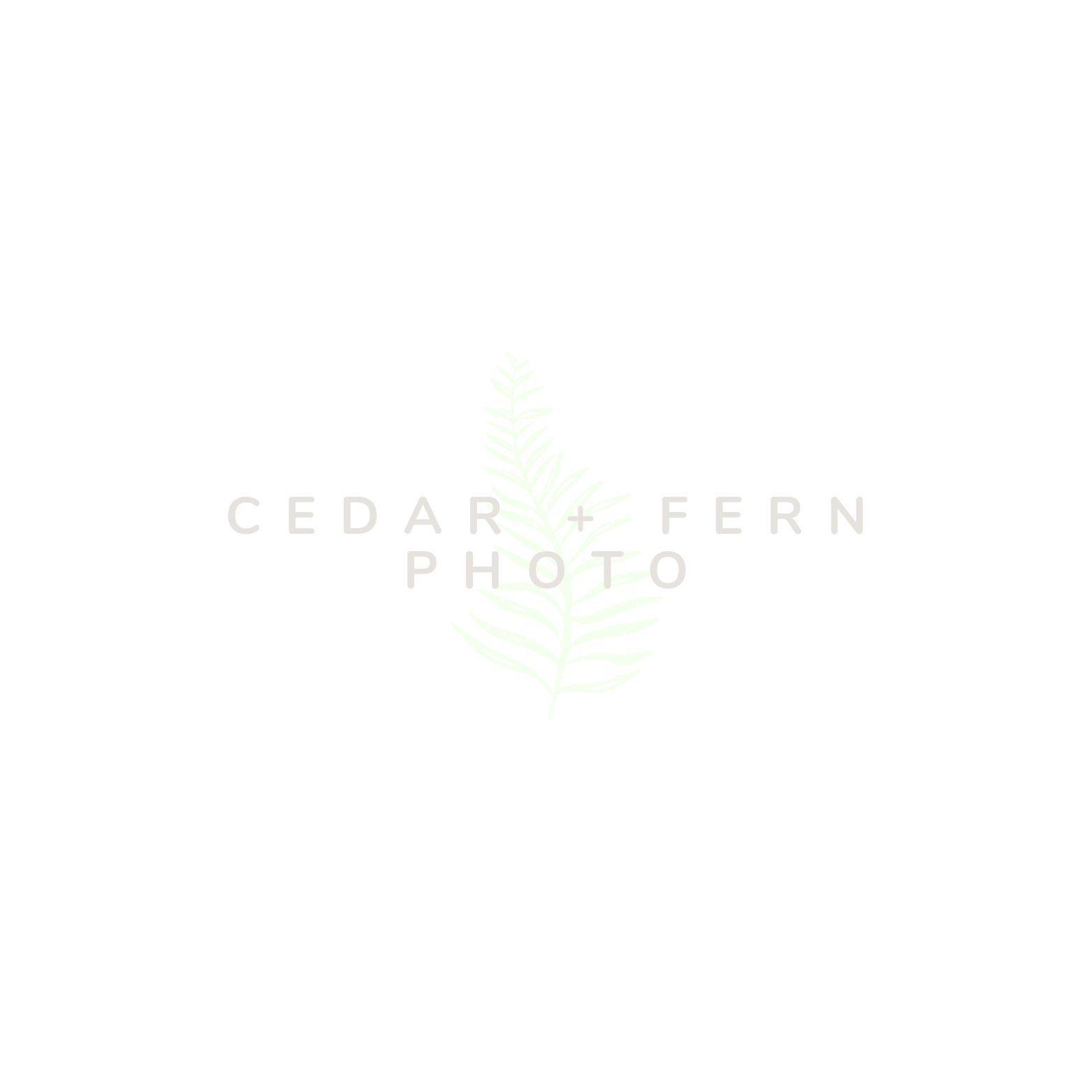 Cedar and Fern Photo