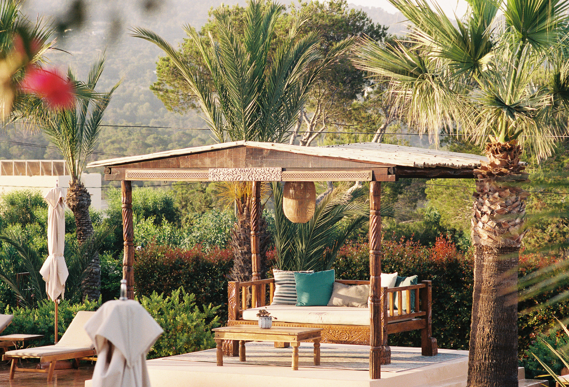 Petunia Palms