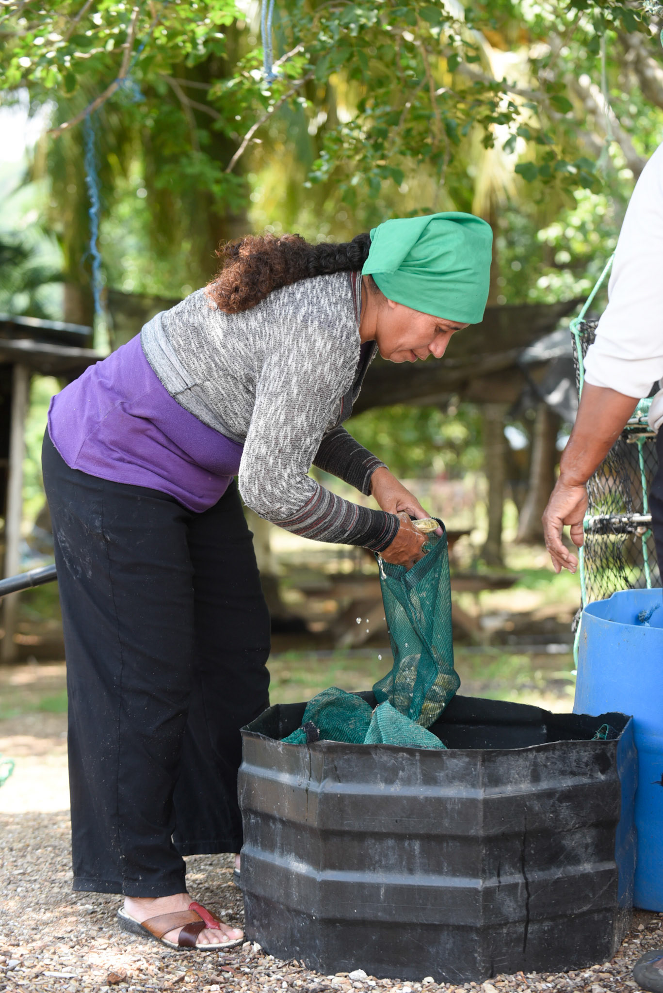 24-junio-2017. Este miércoles 24 de junio visitamos la zona de Puerto Palito en Costa Pajaros, Puntarenas. Desde los años 80, Doña Siday Arias, en conjunto con la Universidad Nacional, han dedicado tiempo para evaluar las posibilidades del cultivo de las Ostras en el Golfo de Nicoya. Hoy día cuentan con 6 granjas. En Puerto Palito, nos encontramos con un grupo de trabajadores que se encargaban cada uno de su tarea: limpieza, selección de Ostras por tamaño, llevar nuevamente al mar, a las que no cumplían con el tamaño mínimo para la comercialización (6cm), entre otras labores. Fotos: Nina Cordero. En la Fotografía: Shirley Fernández realizaba una prelimpieza de las Ostras y por medio de un raleo, una selección por tamaño.
