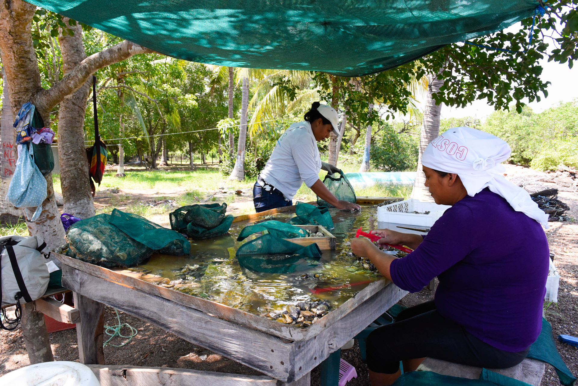 24-junio-2017. Este miércoles 24 de junio visitamos la zona de Puerto Palito en Costa Pajaros, Puntarenas. Desde los años 80, Doña Siday Arias, en conjunto con la Universidad Nacional, han dedicado tiempo para evaluar las posibilidades del cultivo de las Ostras en el Golfo de Nicoya. Hoy día cuentan con 6 granjas. En Puerto Palito, nos encontramos con un grupo de trabajadores que se encargaban cada uno de su tarea: limpieza, selección de Ostras por tamaño, llevar nuevamente al mar, a las que no cumplían con el tamaño mínimo para la comercialización (6cm), entre otras labores. Fotos: Nina Cordero. En la Fotografía: Paulina Sequeira (de morado), se encontraba realizando una selección por tamaño de las Ostras, para verificar las que cumplían con los 6cm, para la comercialización y María Matarrita (de blanco) empacando las que estaban listas para vender.
