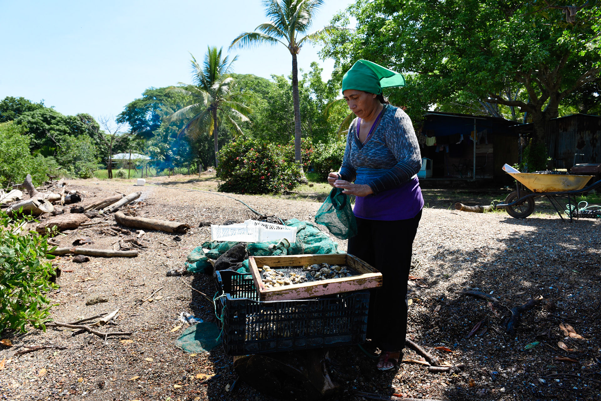 24-junio-2017. Este miércoles 24 de junio visitamos la zona de Puerto Palito en Costa Pajaros, Puntarenas. Desde los años 80, Doña Siday Arias, en conjunto con la Universidad Nacional, han dedicado tiempo para evaluar las posibilidades del cultivo de las Ostras en el Golfo de Nicoya. Hoy día cuentan con 6 granjas. En Puerto Palito, nos encontramos con un grupo de trabajadores que se encargaban cada uno de su tarea: limpieza, selección de Ostras por tamaño, llevar nuevamente al mar, a las que no cumplían con el tamaño mínimo para la comercialización (6cm), entre otras labores. Fotos: Nina Cordero. En la Fotografía: Shirley Fernández realizaba una prelimpieza de las Ostras y por medio de un raleo, una selección por tamaño.