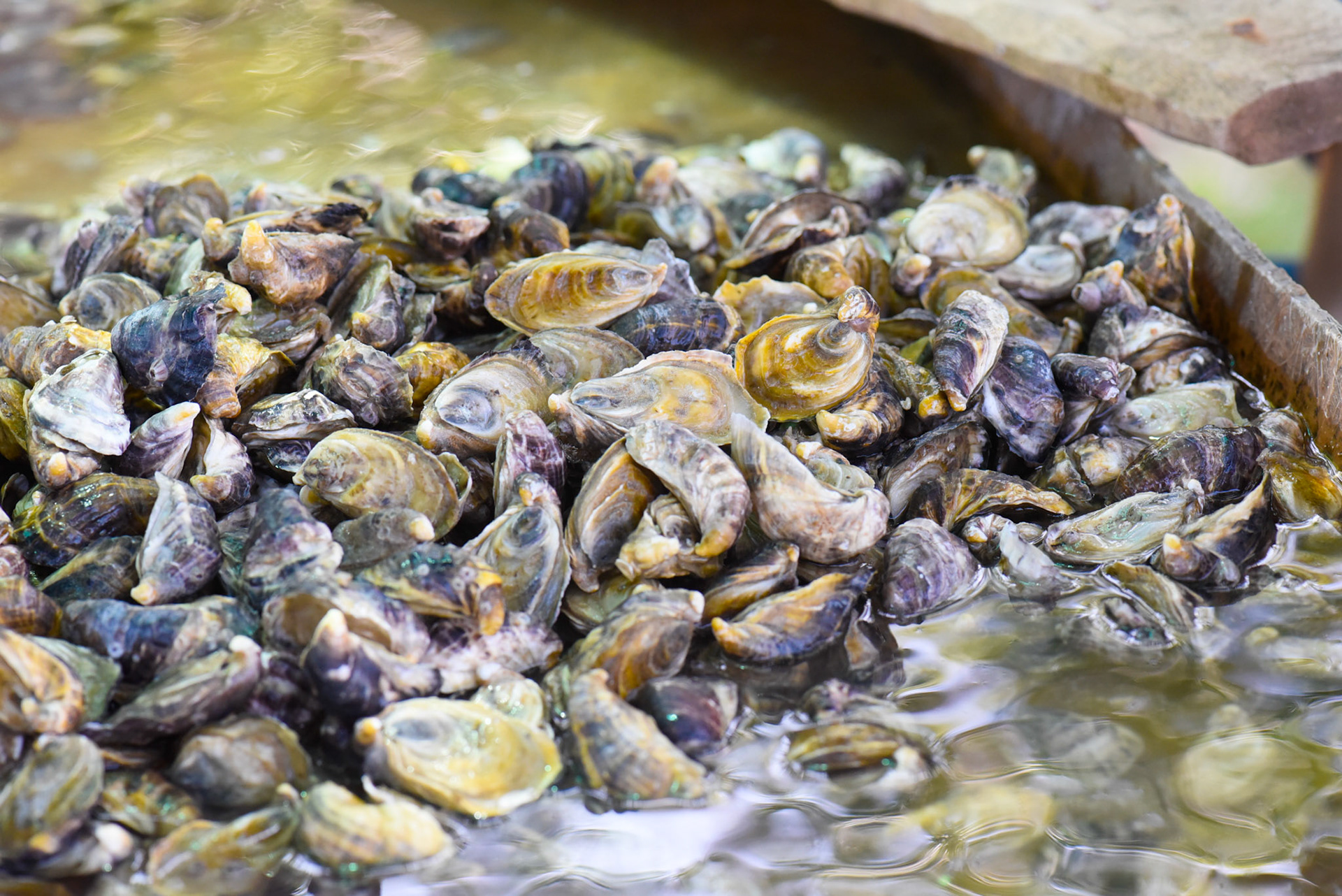24-junio-2017. Este miércoles 24 de junio visitamos la zona de Puerto Palito en Costa Pajaros, Puntarenas. Desde los años 80, Doña Siday Arias, en conjunto con la Universidad Nacional, han dedicado tiempo para evaluar las posibilidades del cultivo de las Ostras en el Golfo de Nicoya. Hoy día cuentan con 6 granjas. En Puerto Palito, nos encontramos con un grupo de trabajadores que se encargaban cada uno de su tarea: limpieza, selección de Ostras por tamaño, llevar nuevamente al mar, a las que no cumplían con el tamaño mínimo para la comercialización (6cm), entre otras labores. Fotos: Nina Cordero. En la Fotografía: