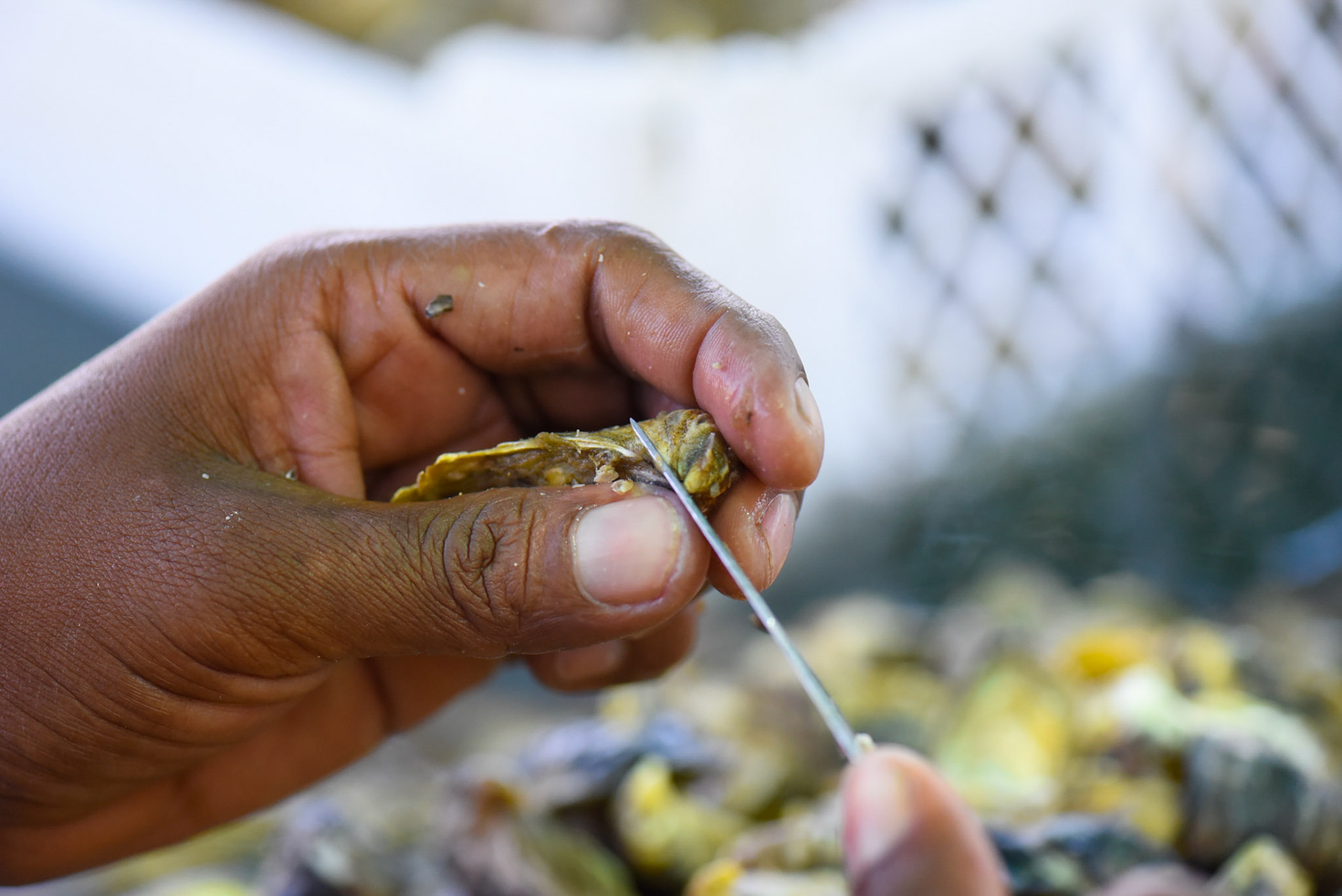 24-junio-2017. Este miércoles 24 de junio visitamos la zona de Puerto Palito en Costa Pajaros, Puntarenas. Desde los años 80, Doña Siday Arias, en conjunto con la Universidad Nacional, han dedicado tiempo para evaluar las posibilidades del cultivo de las Ostras en el Golfo de Nicoya. Hoy día cuentan con 6 granjas. En Puerto Palito, nos encontramos con un grupo de trabajadores que se encargaban cada uno de su tarea: limpieza, selección de Ostras por tamaño, llevar nuevamente al mar, a las que no cumplían con el tamaño mínimo para la comercialización (6cm), entre otras labores. Fotos: Nina Cordero. En la Fotografía: Lorena Sequeira se encuentra en el proceso de limpieza de las Ostras.