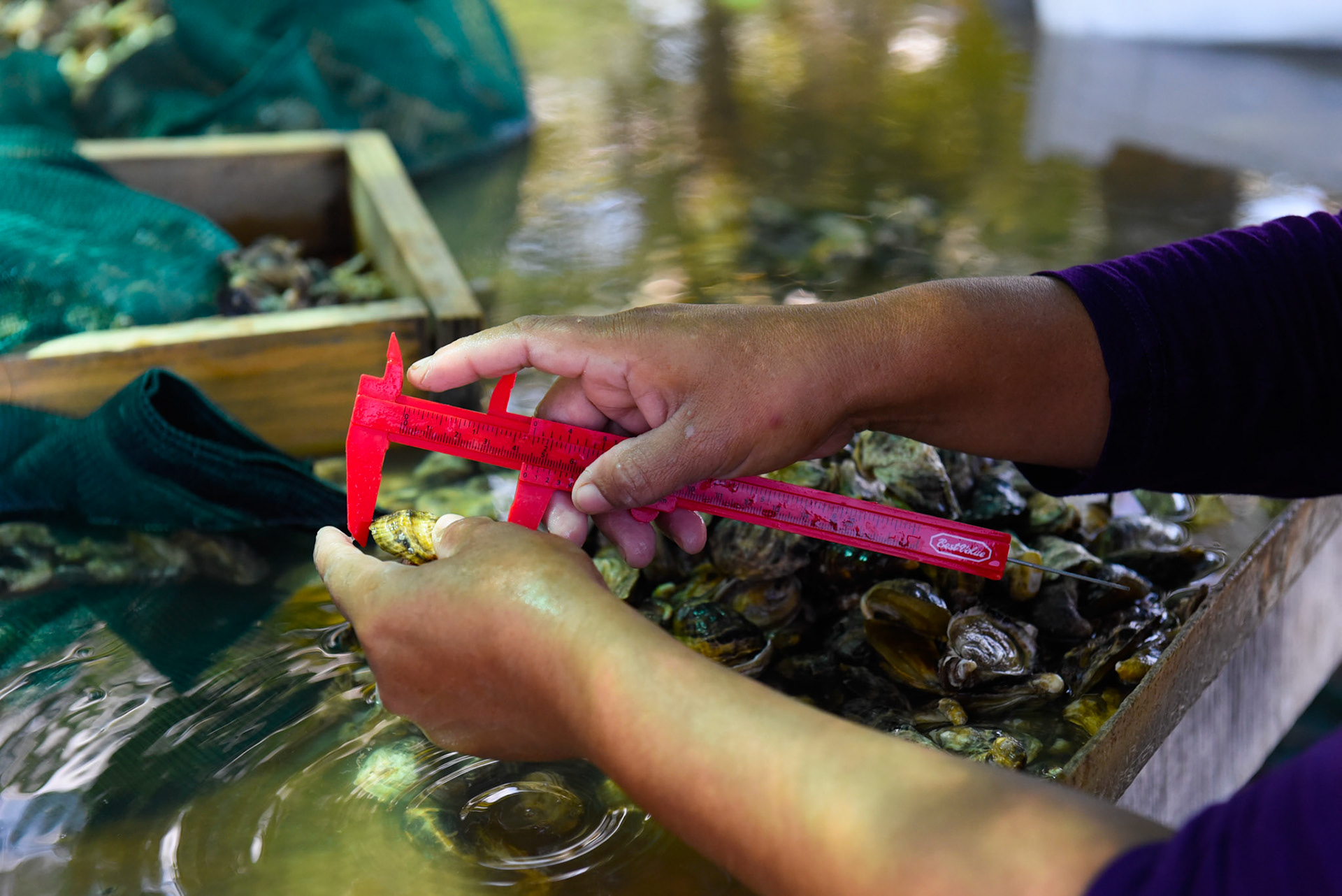 24-junio-2017. Este miércoles 24 de junio visitamos la zona de Puerto Palito en Costa Pajaros, Puntarenas. Desde los años 80, Doña Siday Arias, en conjunto con la Universidad Nacional, han dedicado tiempo para evaluar las posibilidades del cultivo de las Ostras en el Golfo de Nicoya. Hoy día cuentan con 6 granjas. En Puerto Palito, nos encontramos con un grupo de trabajadores que se encargaban cada uno de su tarea: limpieza, selección de Ostras por tamaño, llevar nuevamente al mar, a las que no cumplían con el tamaño mínimo para la comercialización (6cm), entre otras labores. Fotos: Nina Cordero. En la Fotografía: Paulina Sequeira, se encontraba realizando una selección por tamaño de las Ostras, para verificar las que cumplían con los 6cm, para la comercialización.
