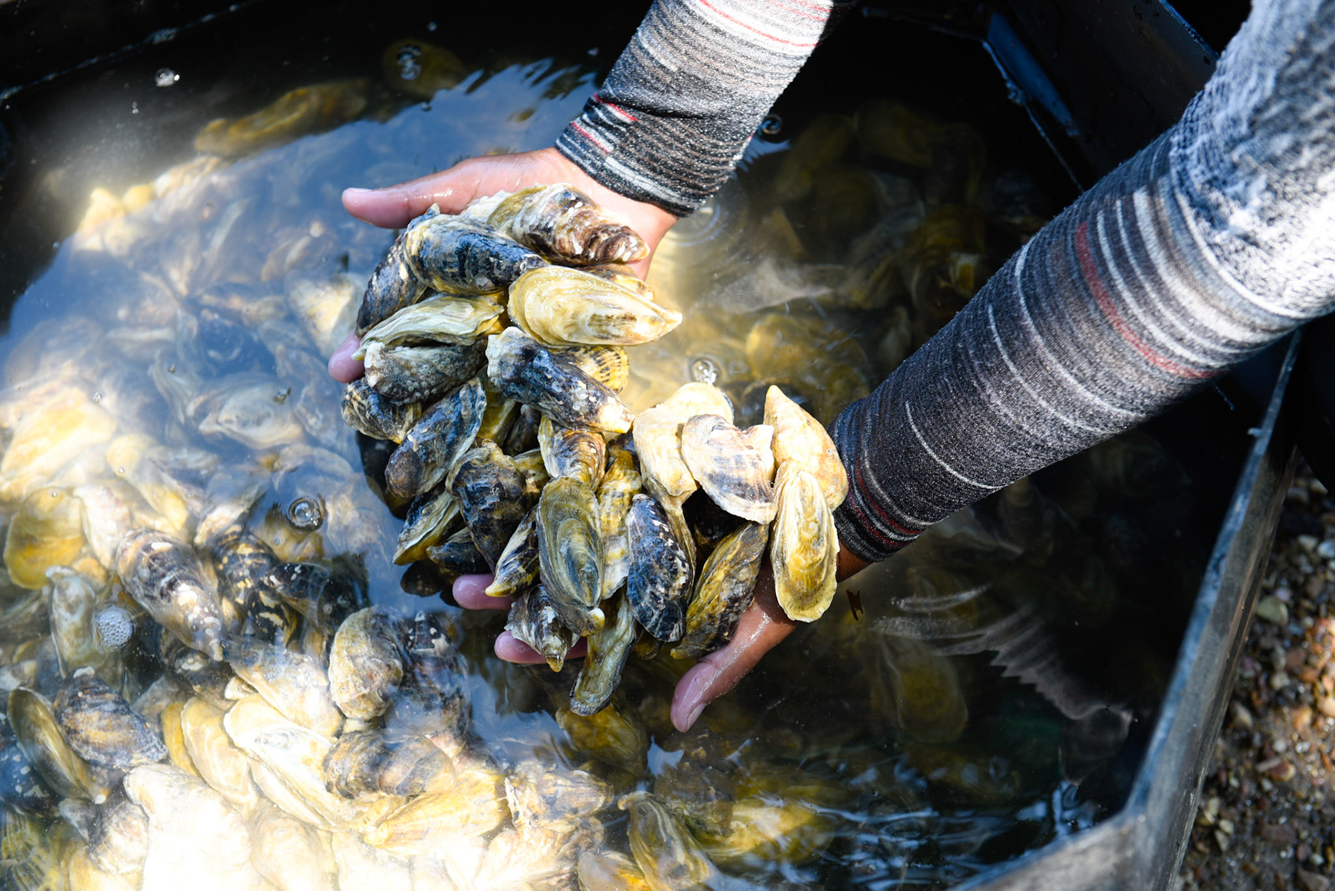 24-junio-2017. Este miércoles 24 de junio visitamos la zona de Puerto Palito en Costa Pajaros, Puntarenas. Desde los años 80, Doña Siday Arias, en conjunto con la Universidad Nacional, han dedicado tiempo para evaluar las posibilidades del cultivo de las Ostras en el Golfo de Nicoya. Hoy día cuentan con 6 granjas. En Puerto Palito, nos encontramos con un grupo de trabajadores que se encargaban cada uno de su tarea: limpieza, selección de Ostras por tamaño, llevar nuevamente al mar, a las que no cumplían con el tamaño mínimo para la comercialización (6cm), entre otras labores. Fotos: Nina Cordero. En la Fotografía: Shirley Fernández realizaba una prelimpieza de las Ostras y por medio de un raleo, una selección por tamaño.