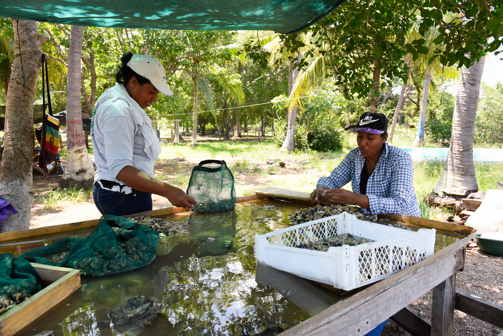 24-junio-2017. Este miércoles 24 de junio visitamos la zona de Puerto Palito en Costa Pajaros, Puntarenas. Desde los años 80, Doña Siday Arias, en conjunto con la Universidad Nacional, han dedicado tiempo para evaluar las posibilidades del cultivo de las Ostras en el Golfo de Nicoya. Hoy día cuentan con 6 granjas. En Puerto Palito, nos encontramos con un grupo de trabajadores que se encargaban cada uno de su tarea: limpieza, selección de Ostras por tamaño, llevar nuevamente al mar, a las que no cumplían con el tamaño mínimo para la comercialización (6cm), entre otras labores. Fotos: Nina Cordero. En la Fotografía: María Matarrita (de blanco), Junto a Lorena Sequeira (de camisa de cuadros), ambas se encuentran en el proceso de limpieza de las Ostras.