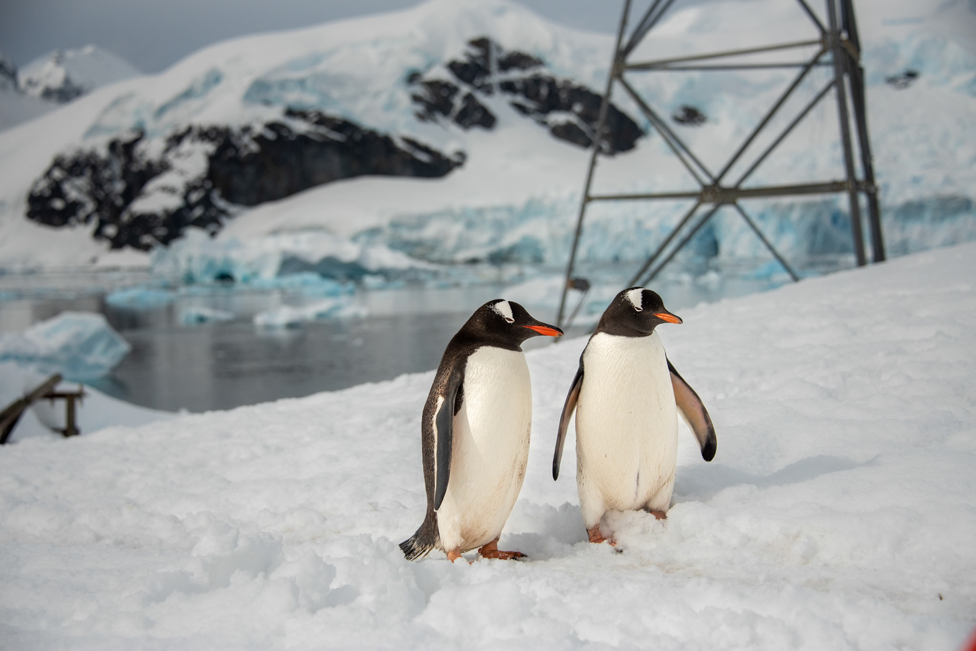 A little Antarctic conversation. No translation required.
