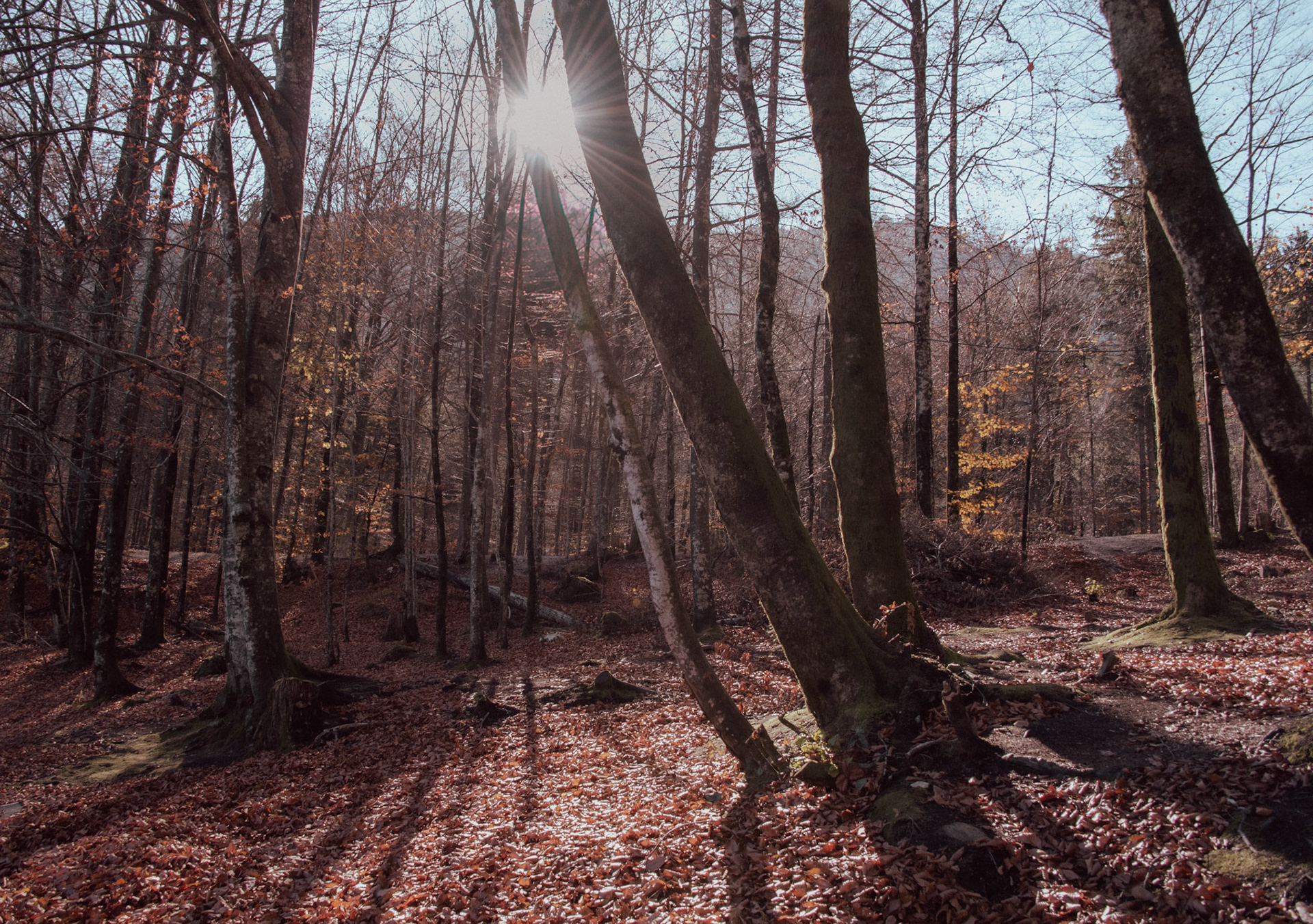 Near Lake Bohinj, Slovenia. Sunlight through the woods.