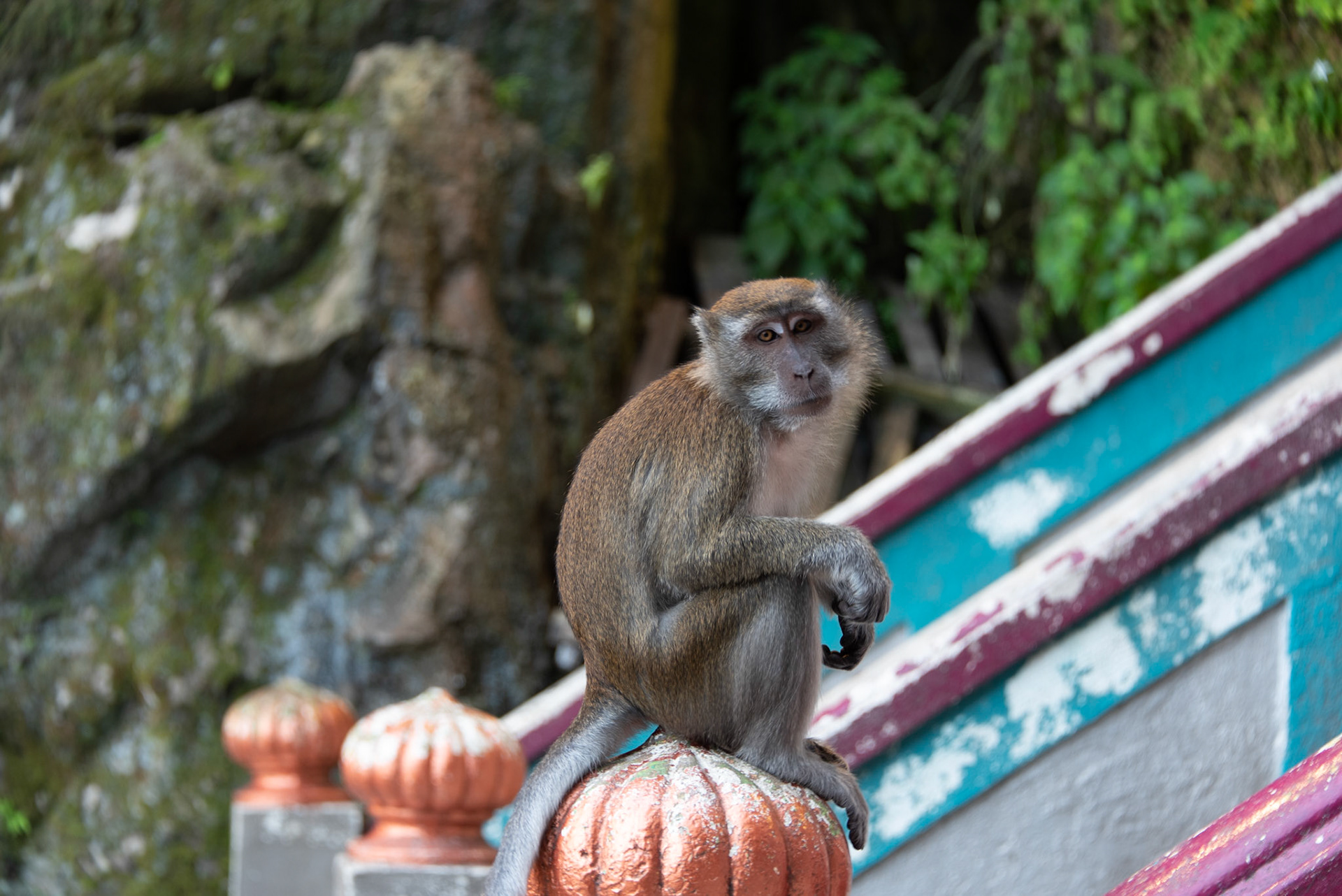 Batu Caves, Malaysia. This cheeky little bastard looked innocent enough. He wasn't.