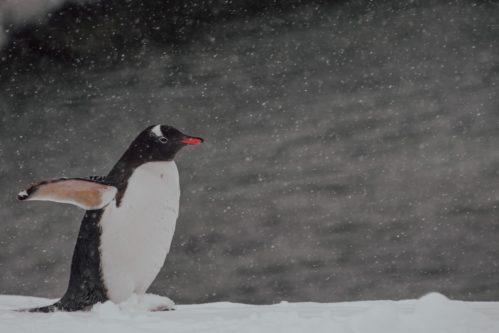 Petermann Island, Antarctica.  A brief encounter in the middle of a blizzard. A small figure in an immense, frozen world.