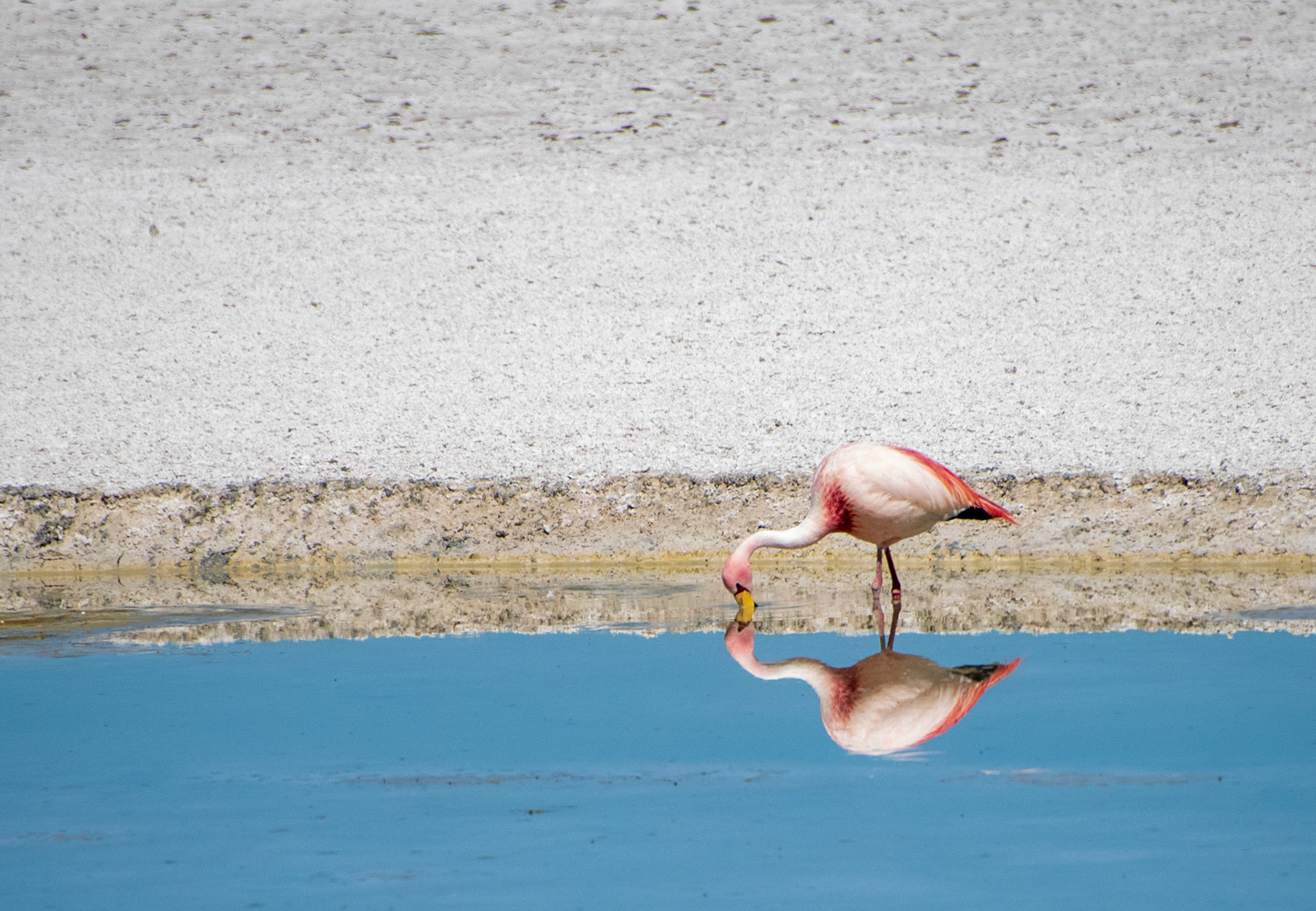 Laguna Colorada, Bolivia A quiet reflection on the Altiplano.
