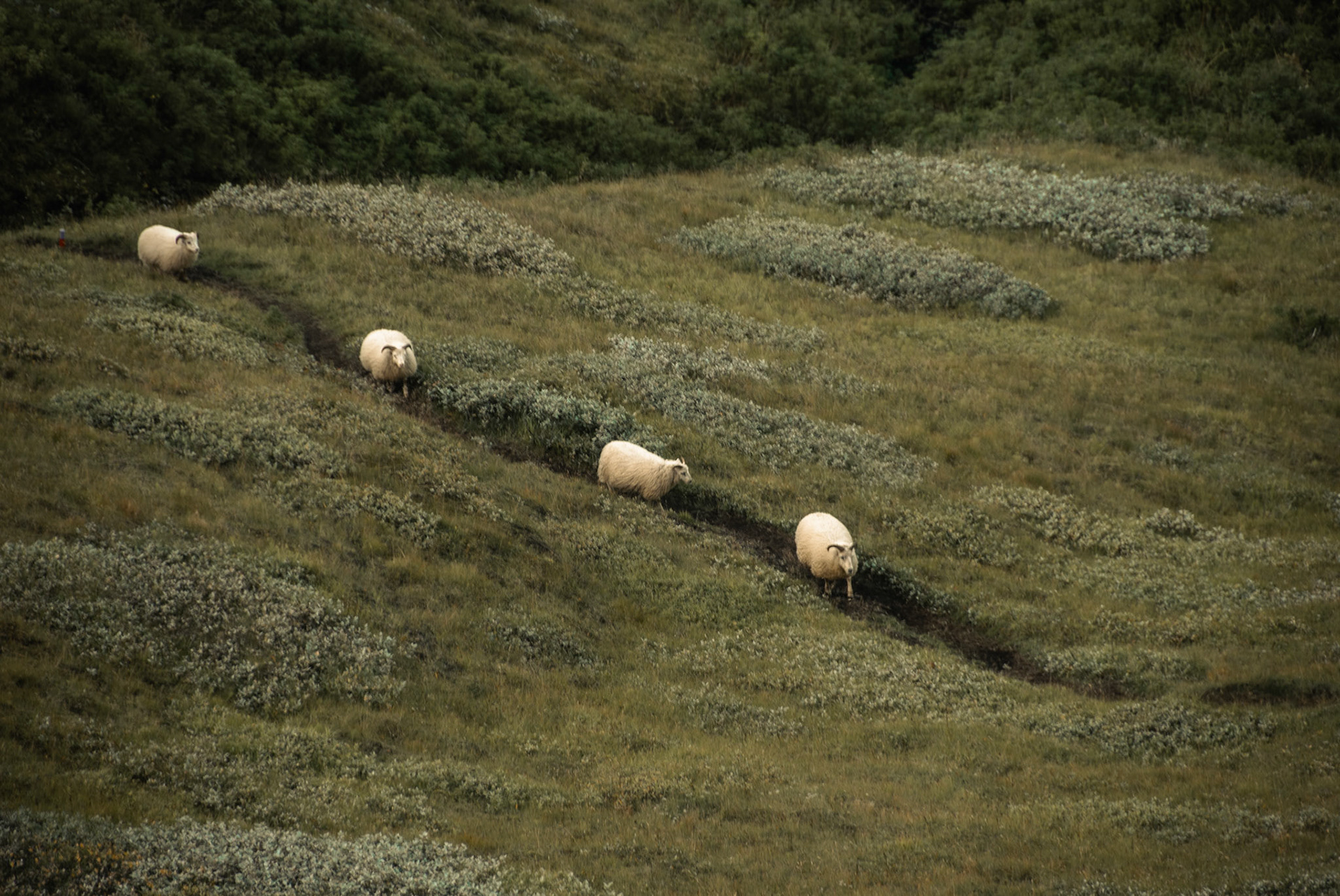 Iceland. Apparently everyone knew the way.