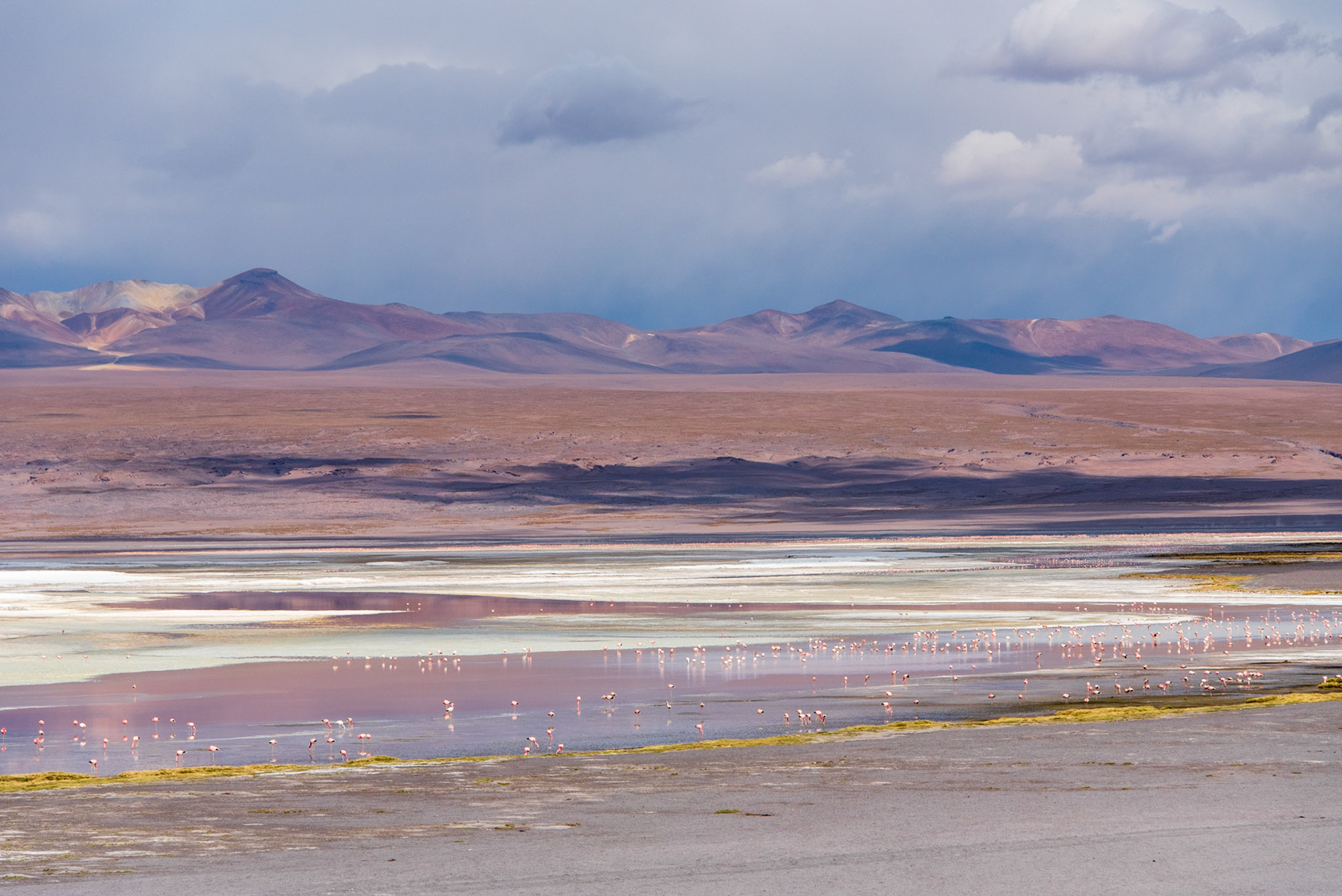 Laguna Colorada, Bolivia. Pink birds in an even pinker landscape.