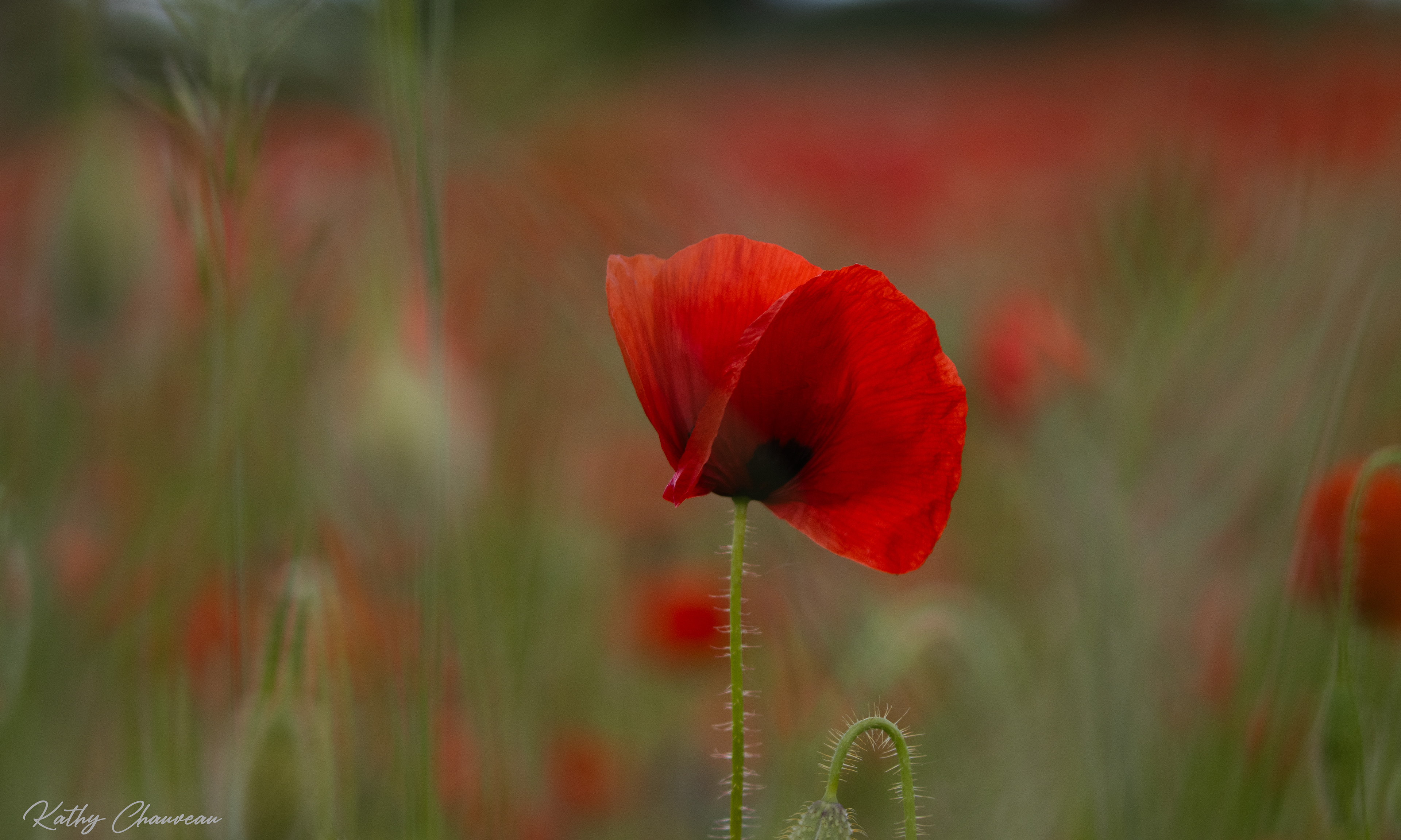 2024 05 Coquelicot