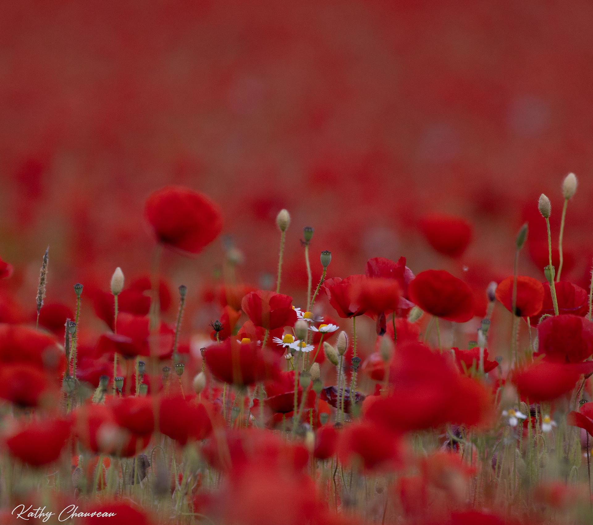 2024 05 Champs de Coquelicots