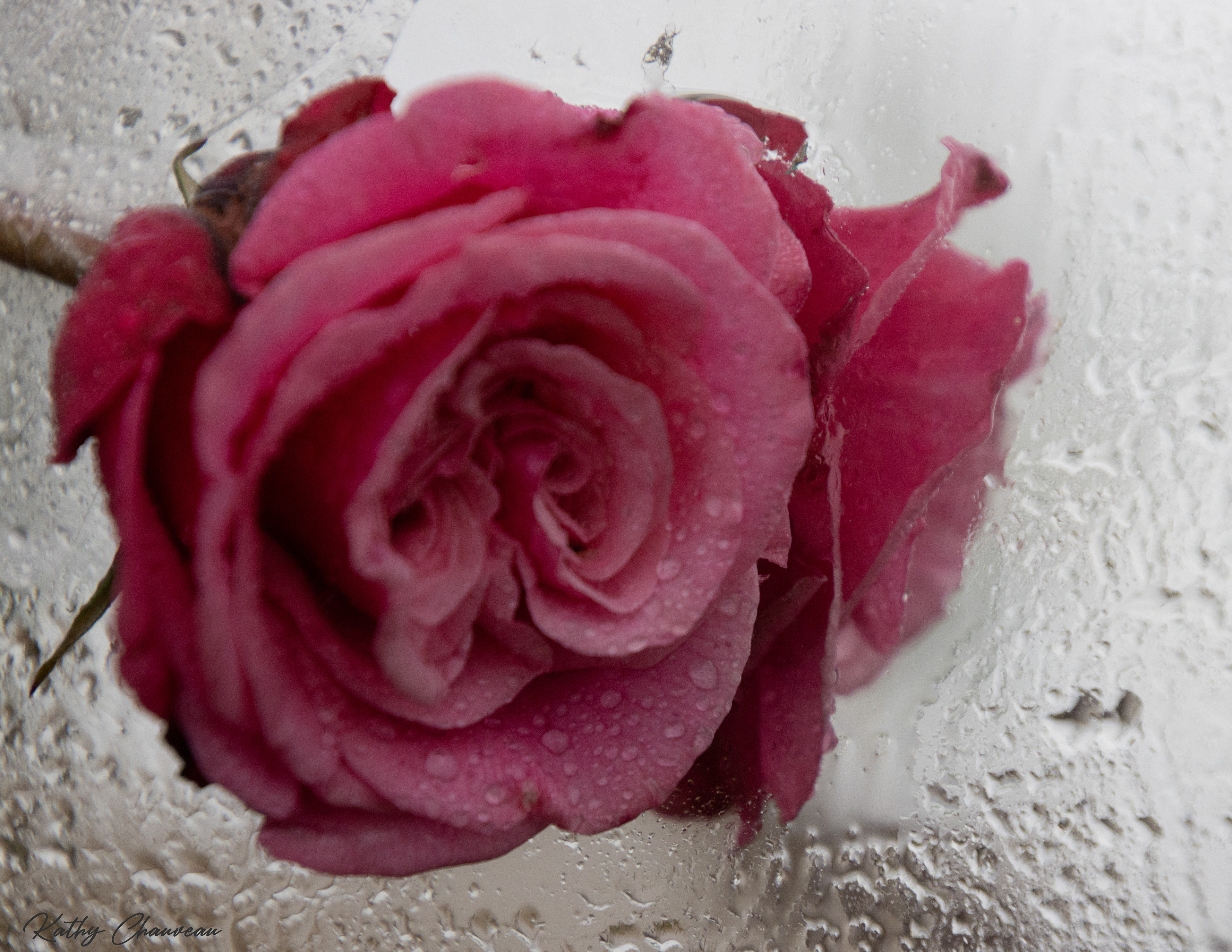 2024 05 Rose dans le miroir