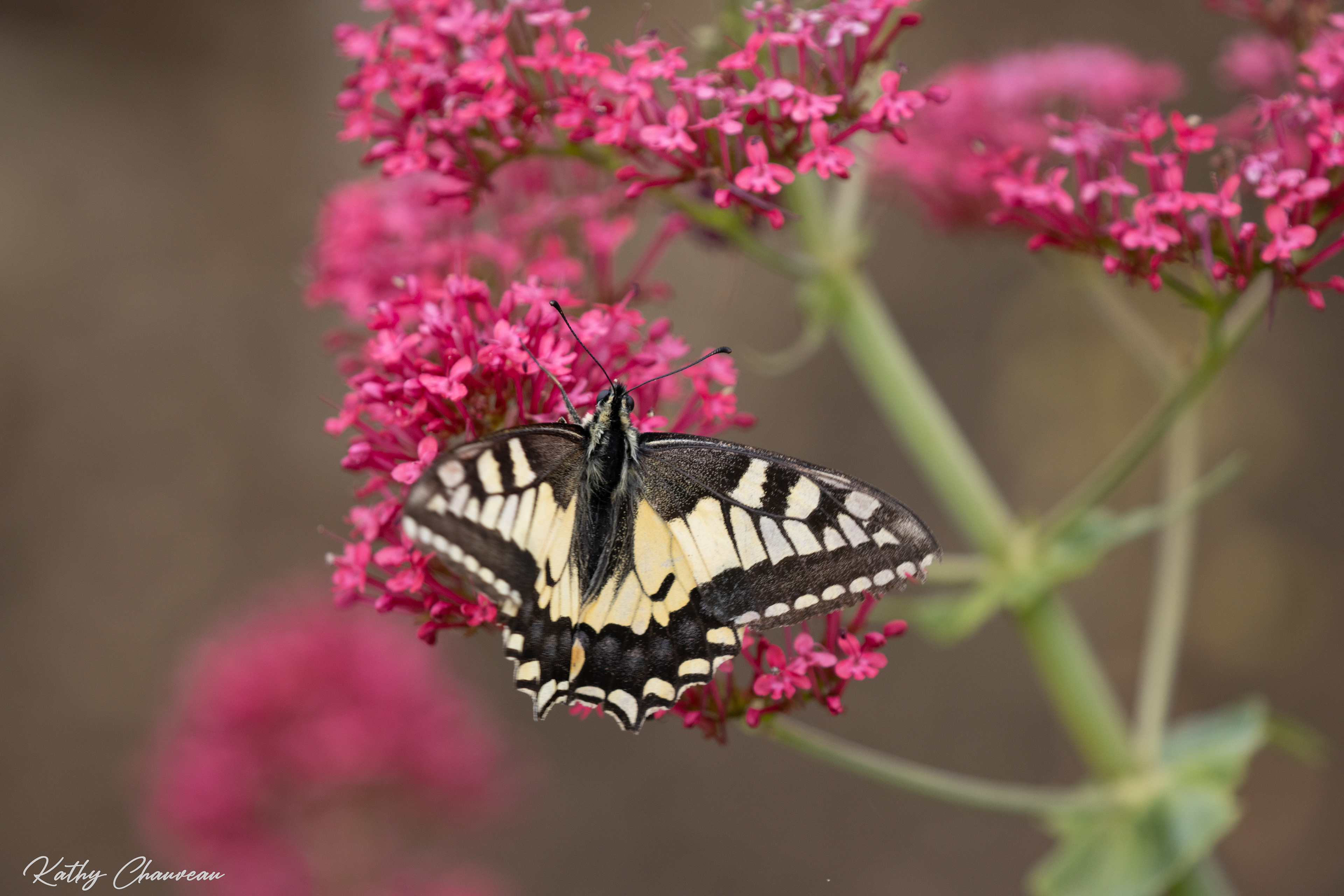 2024 05 Fleur et Papillons