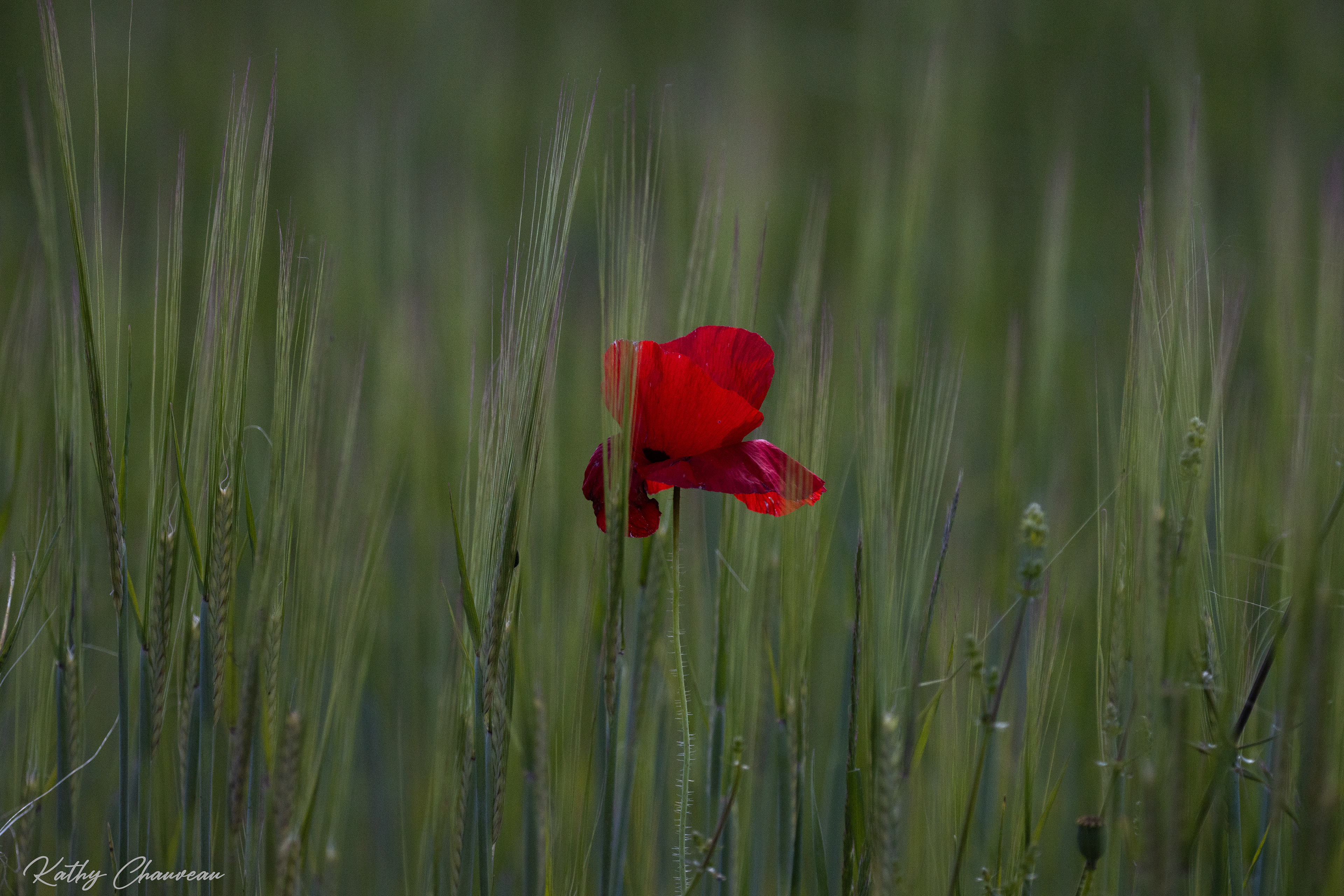 2024 05 Coquelicots