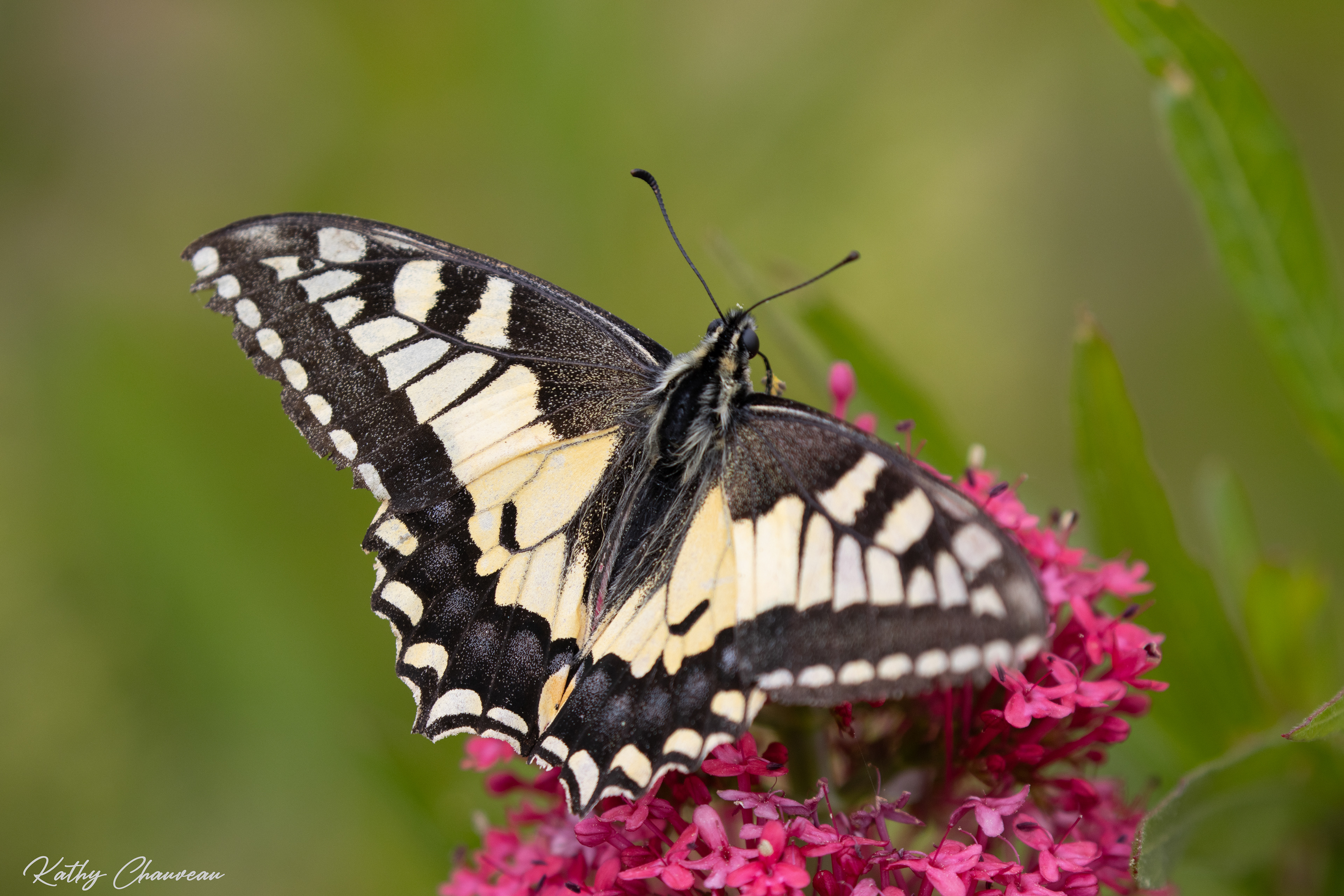 2024 05 Fleur et Papillons