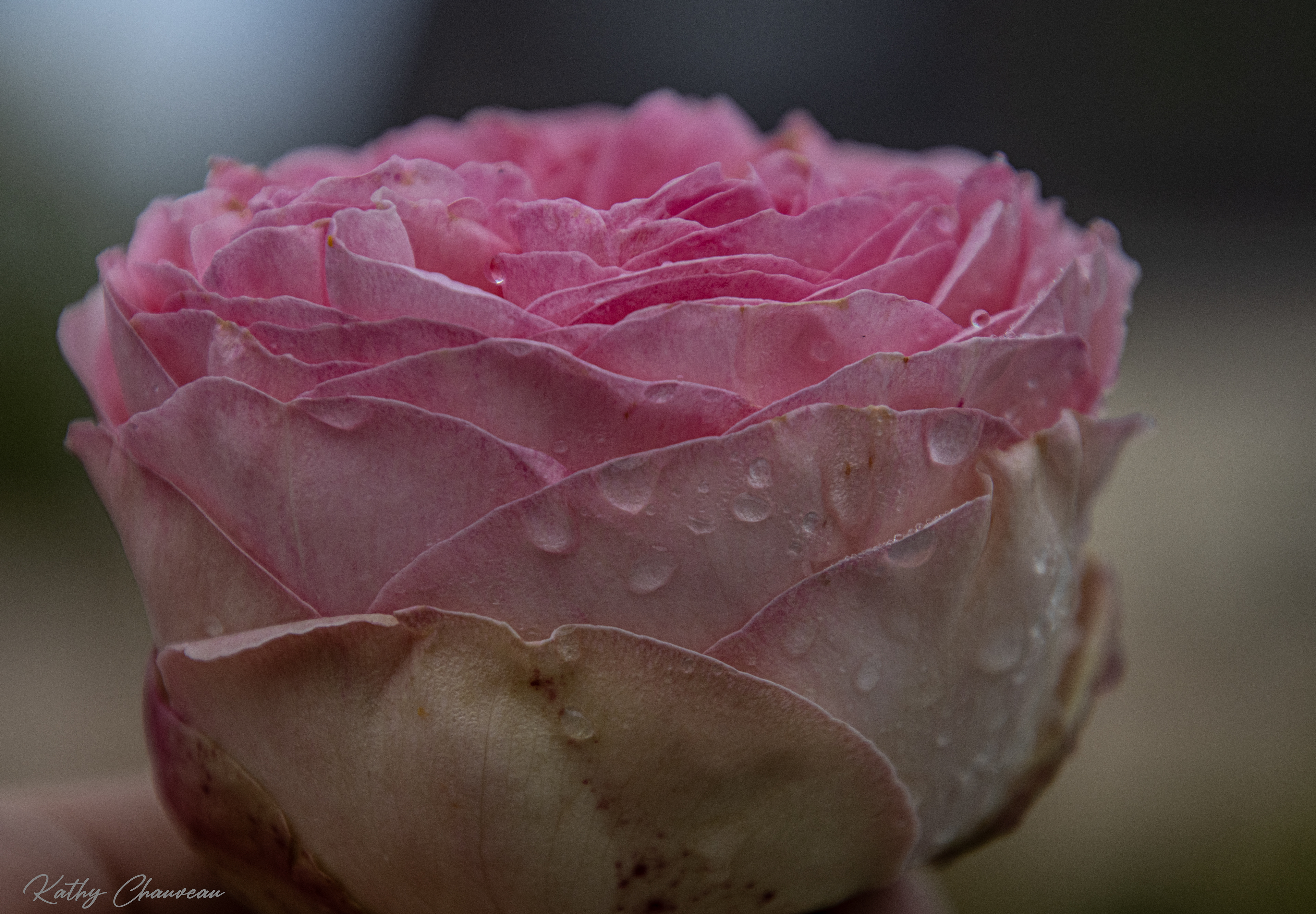 2024 05 Roses de Ronsard et gouttes d'eau