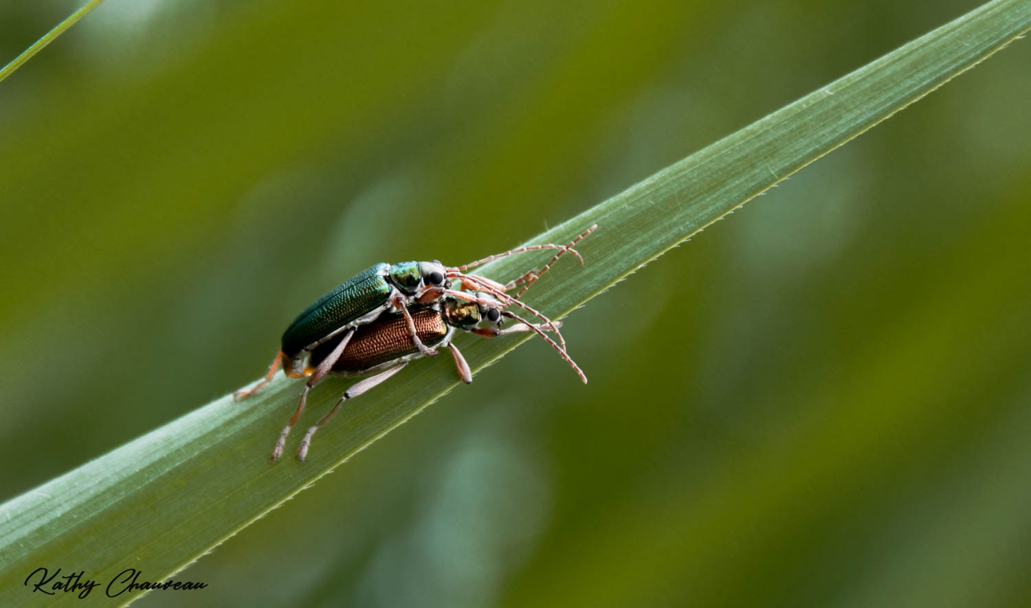 2016 Donacia genre d'insectes coléoptères