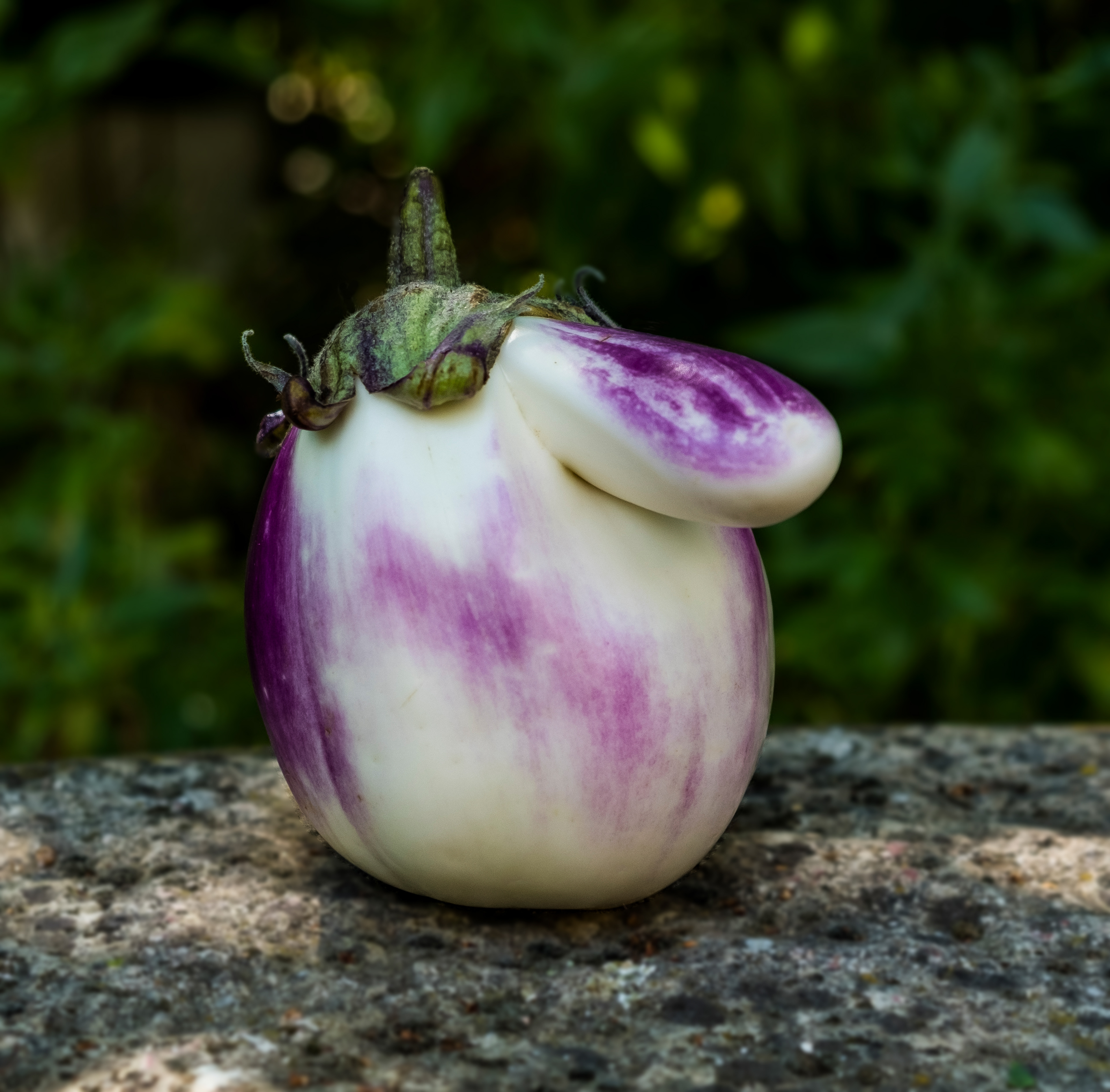 Monsieur Aubergine 2018