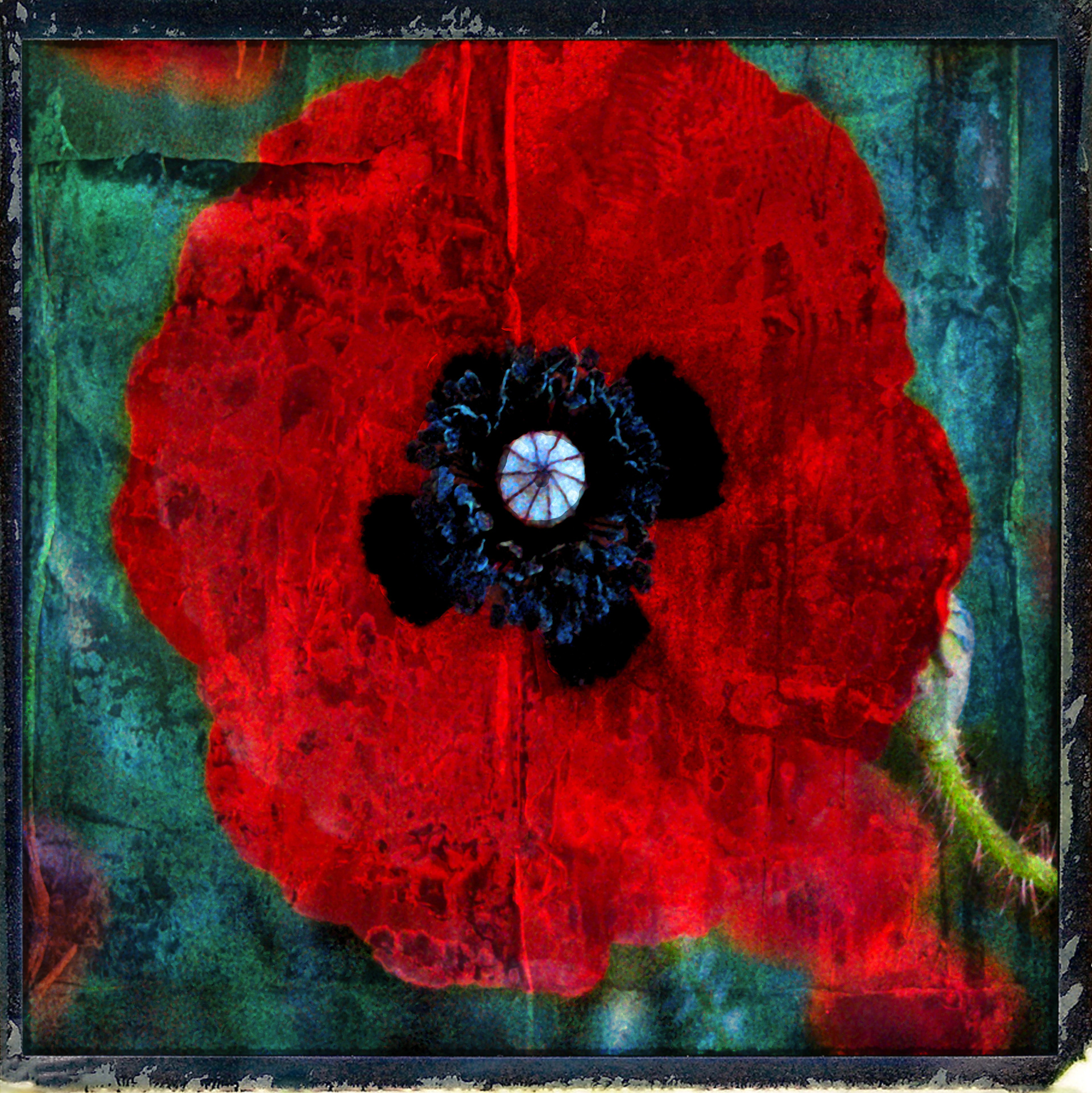 Coquelicot 2004