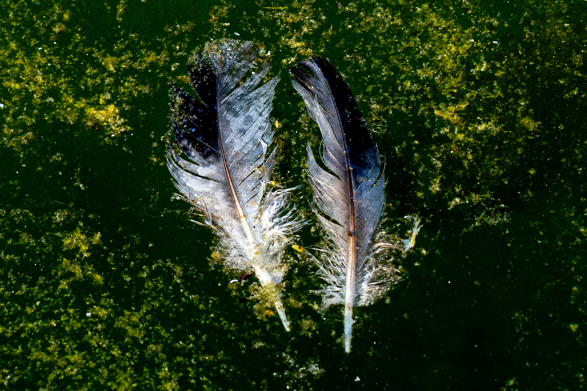 Histoire de plumes
