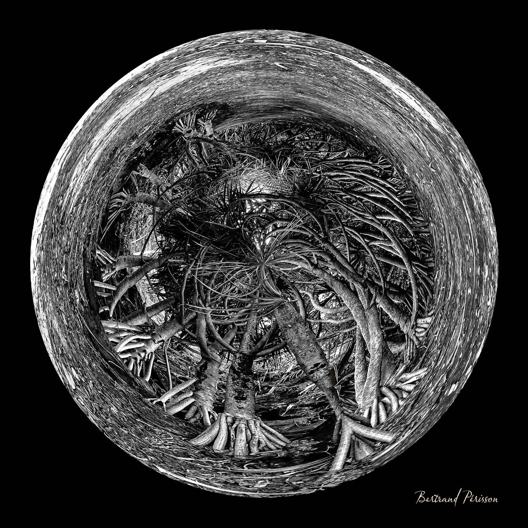 Série La Ronde des forêts 3 - Cap Méchant - Saint Philippe (La Réunion)