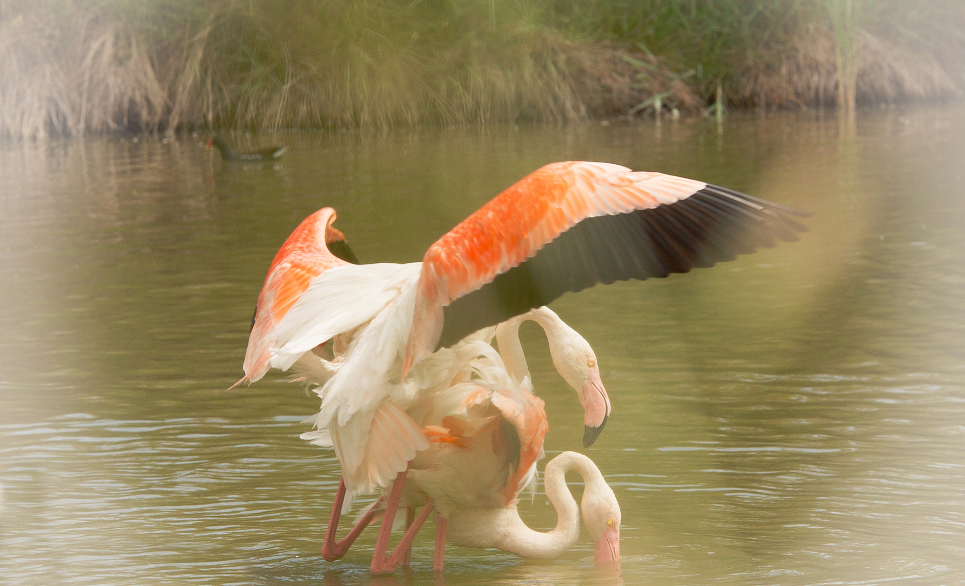Camargue 2018
