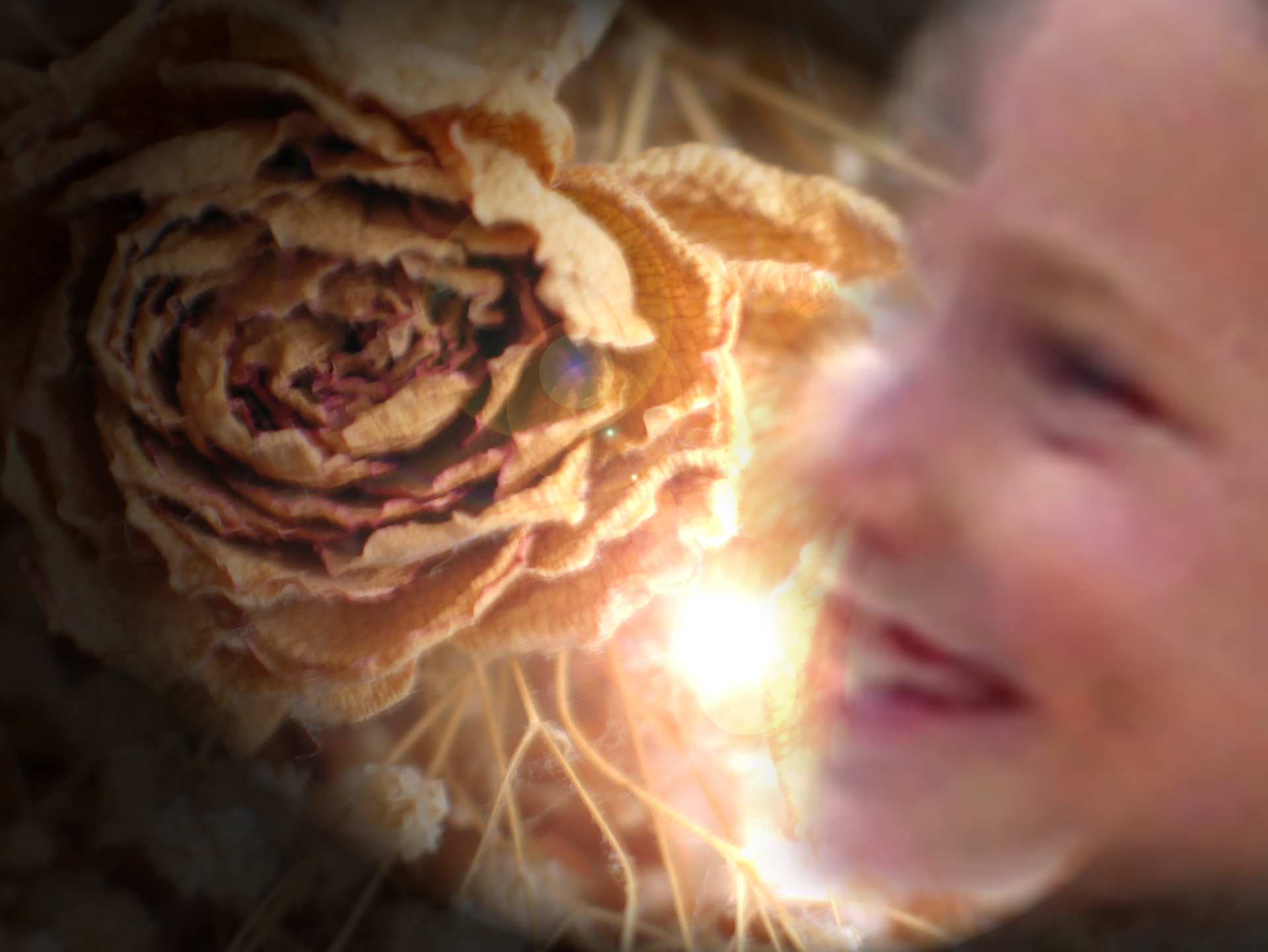 Roses 2003