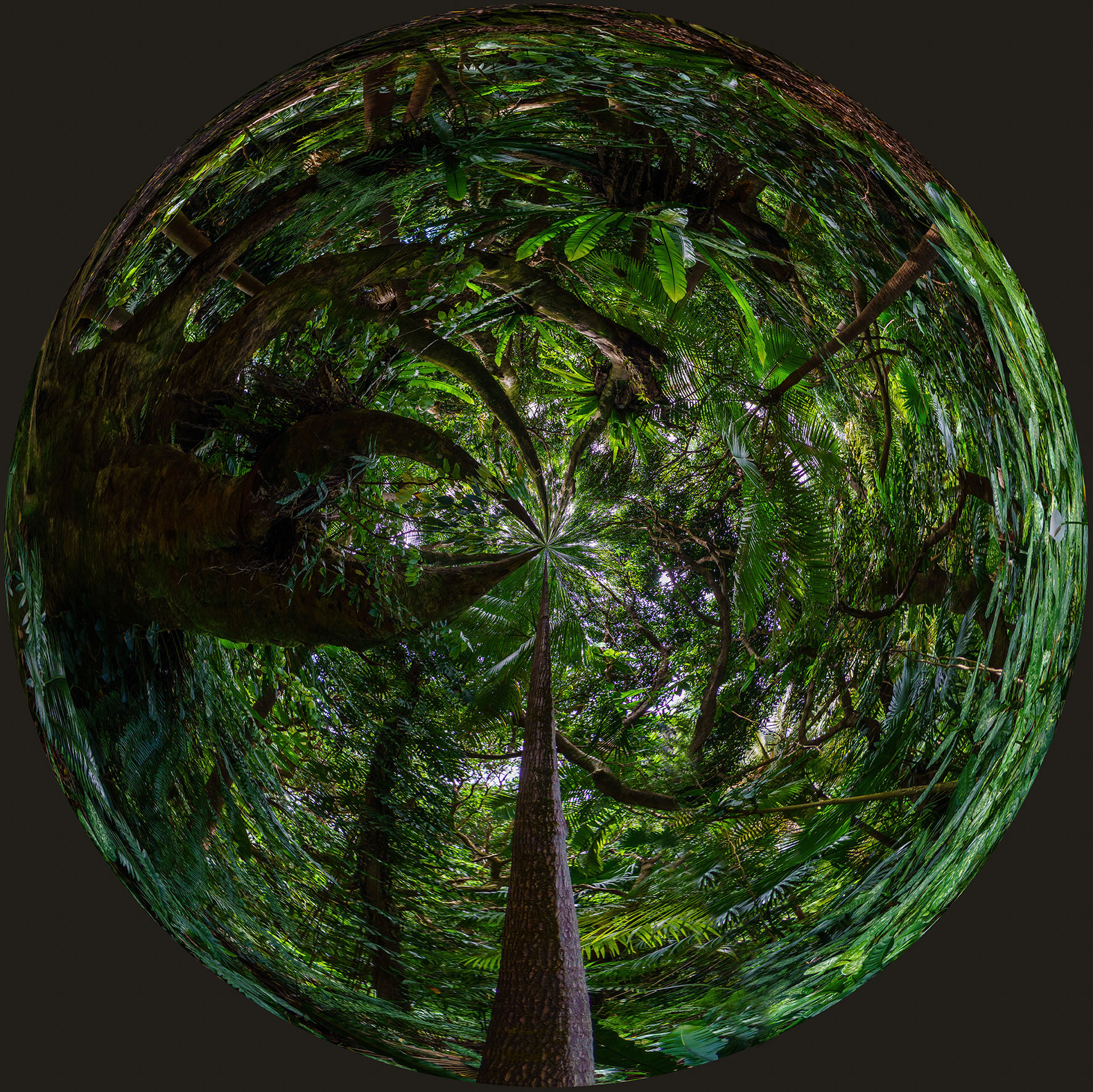 Série La Ronde des forêts 2 - Jardin des parfums et des épices - Saint Philippe (La Réunion)