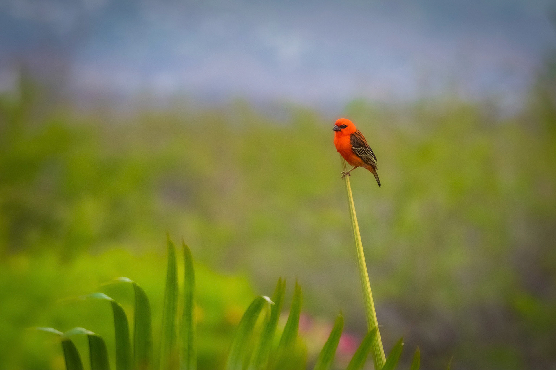 Cardinal de La Réunion