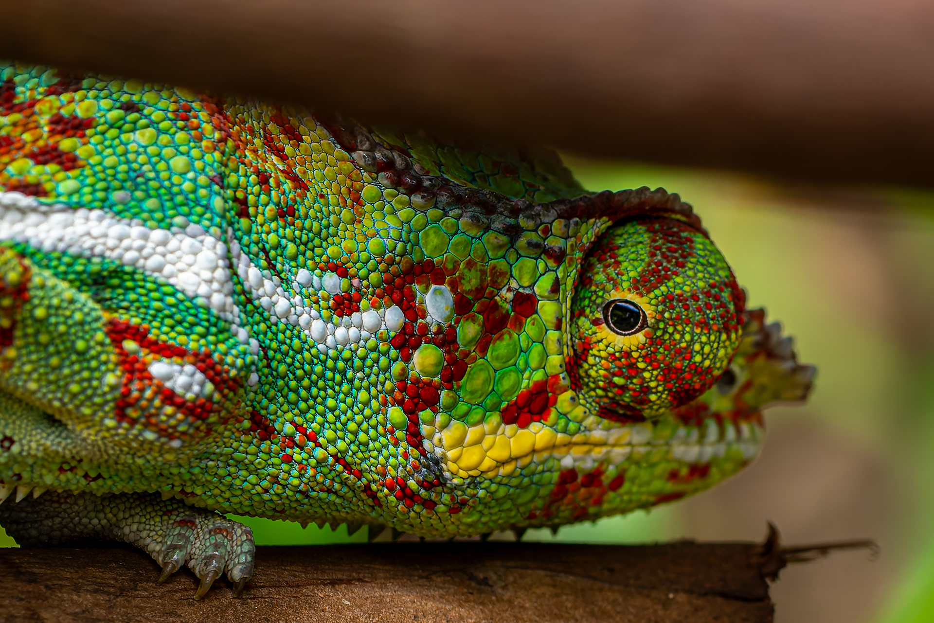 Caméléon de Madagascar - Piton-Mont Vert - La Réunion 2022