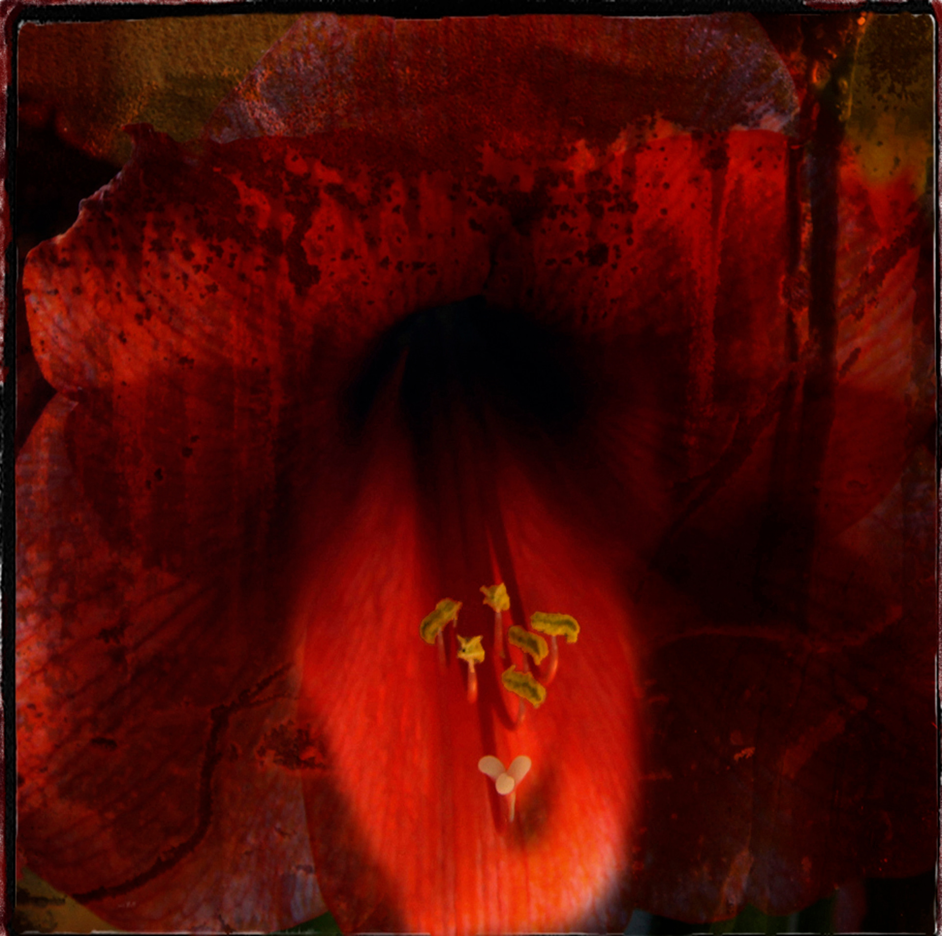 Amaryllis 2010