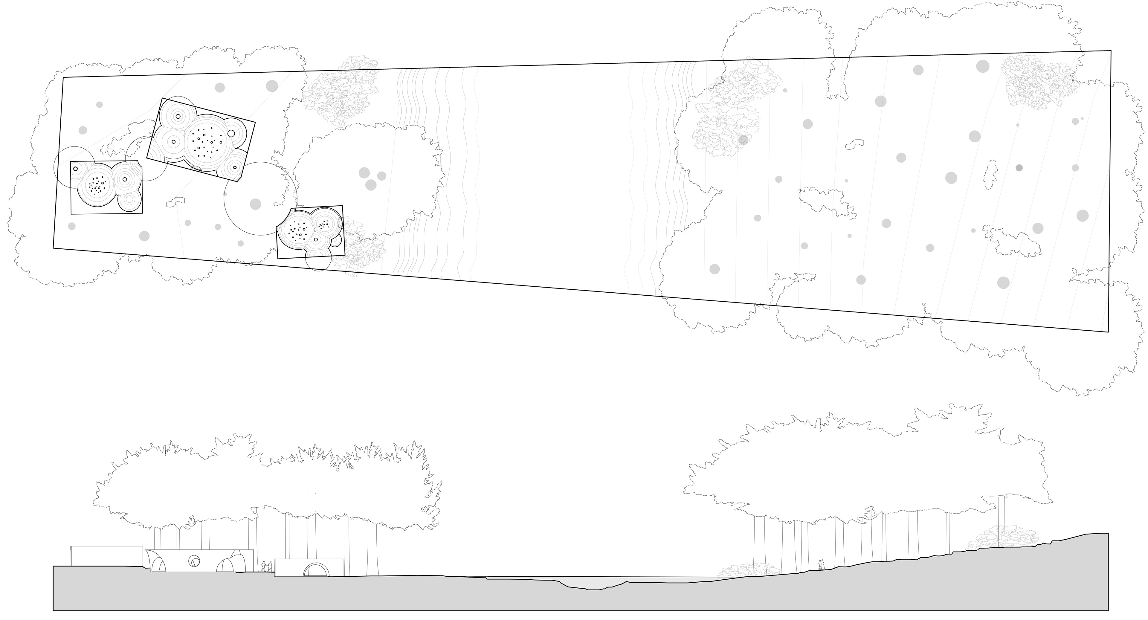 Site Plan and Site Section