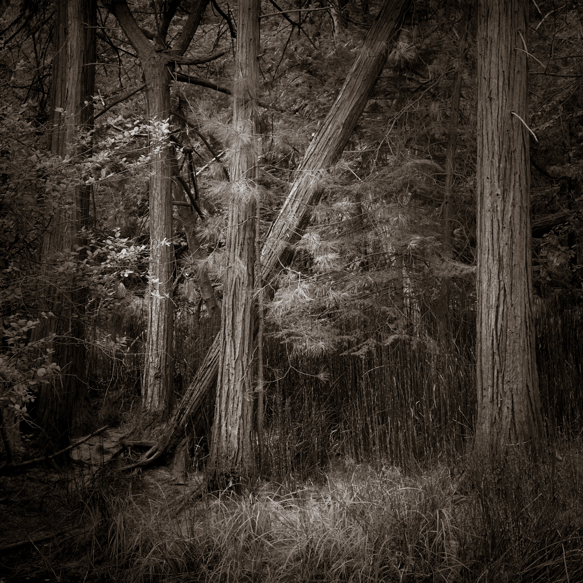 The Shining of Trees