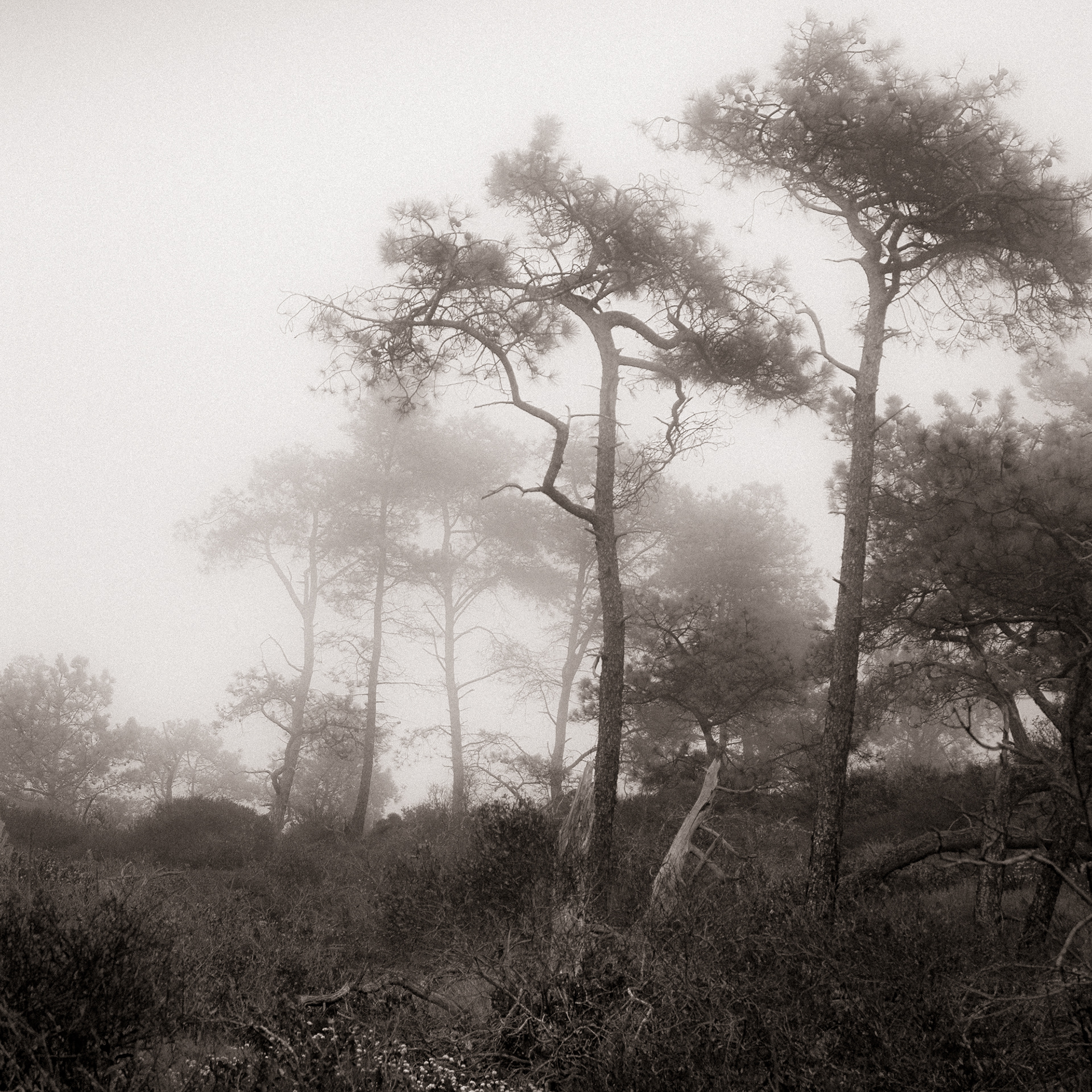 Morning Fog