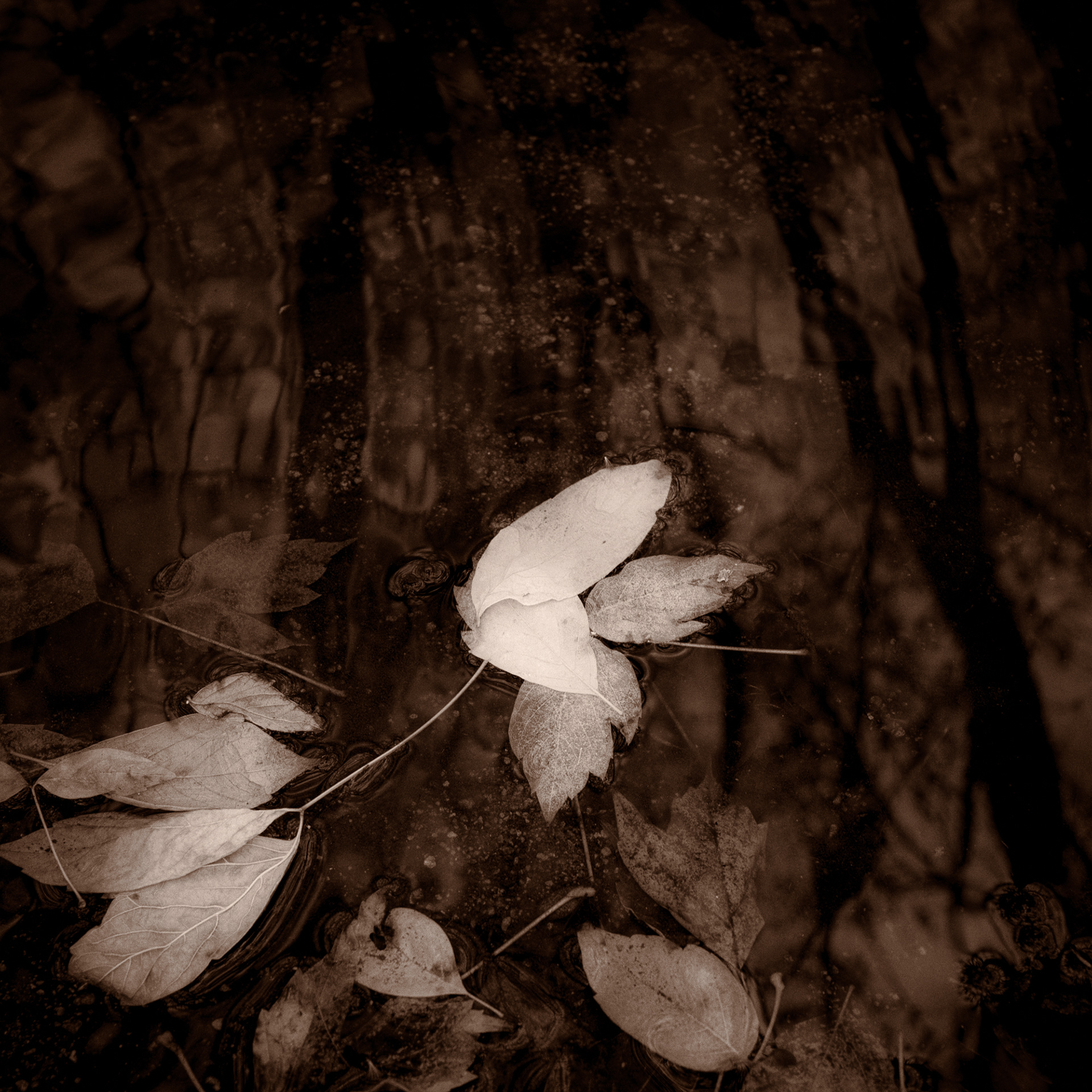 Floating World