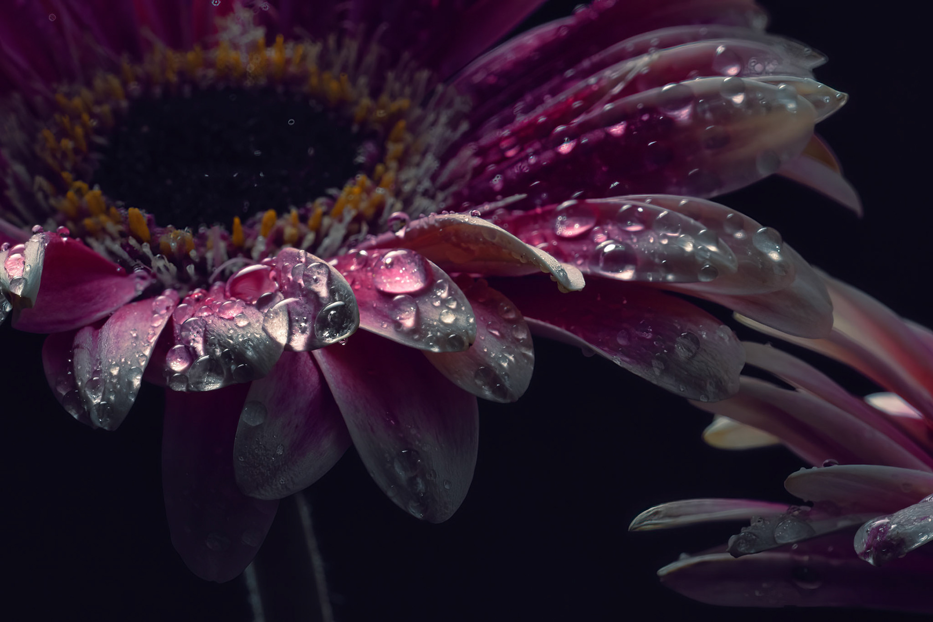 Petals and water droplet
