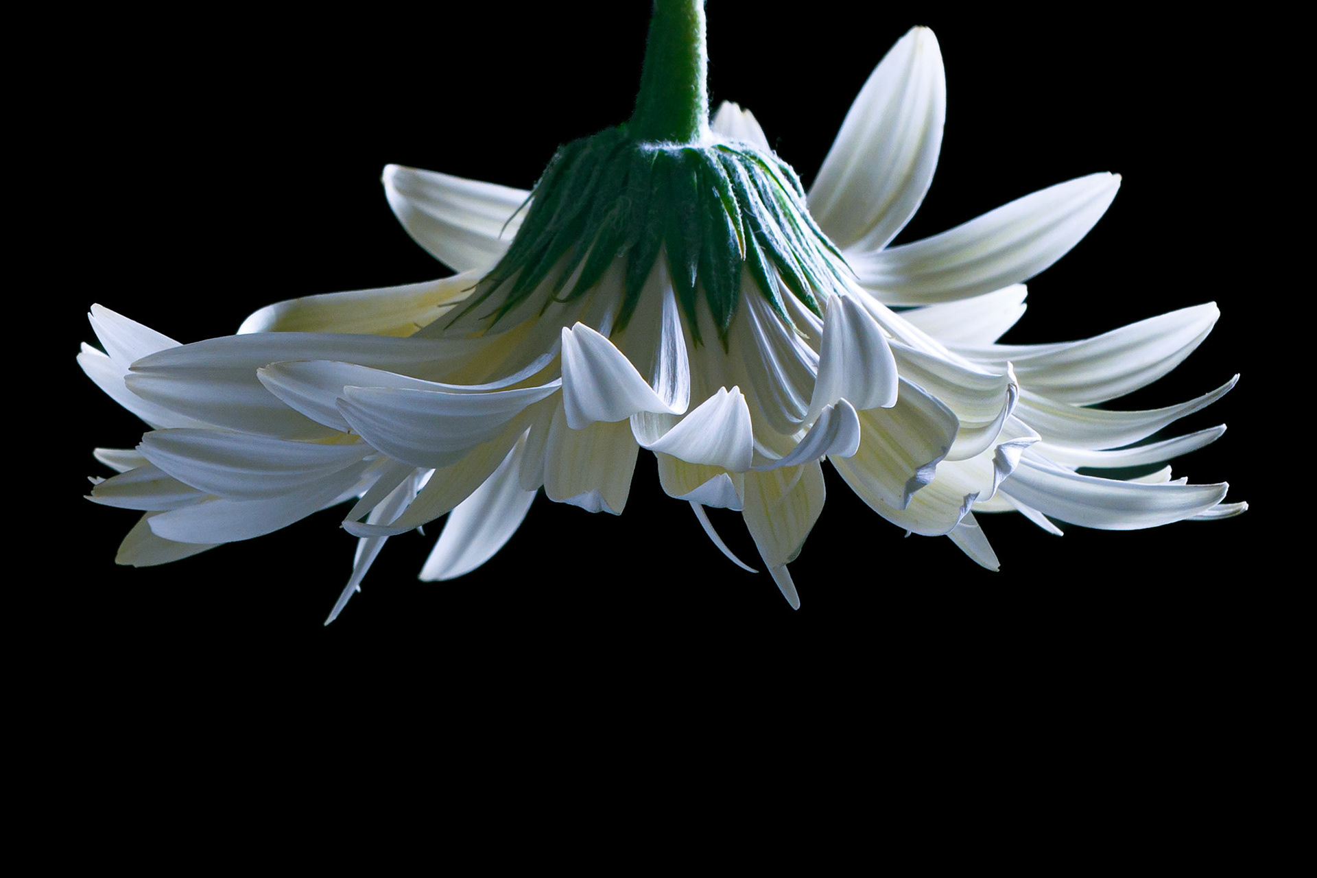 White Gerbera on a black background