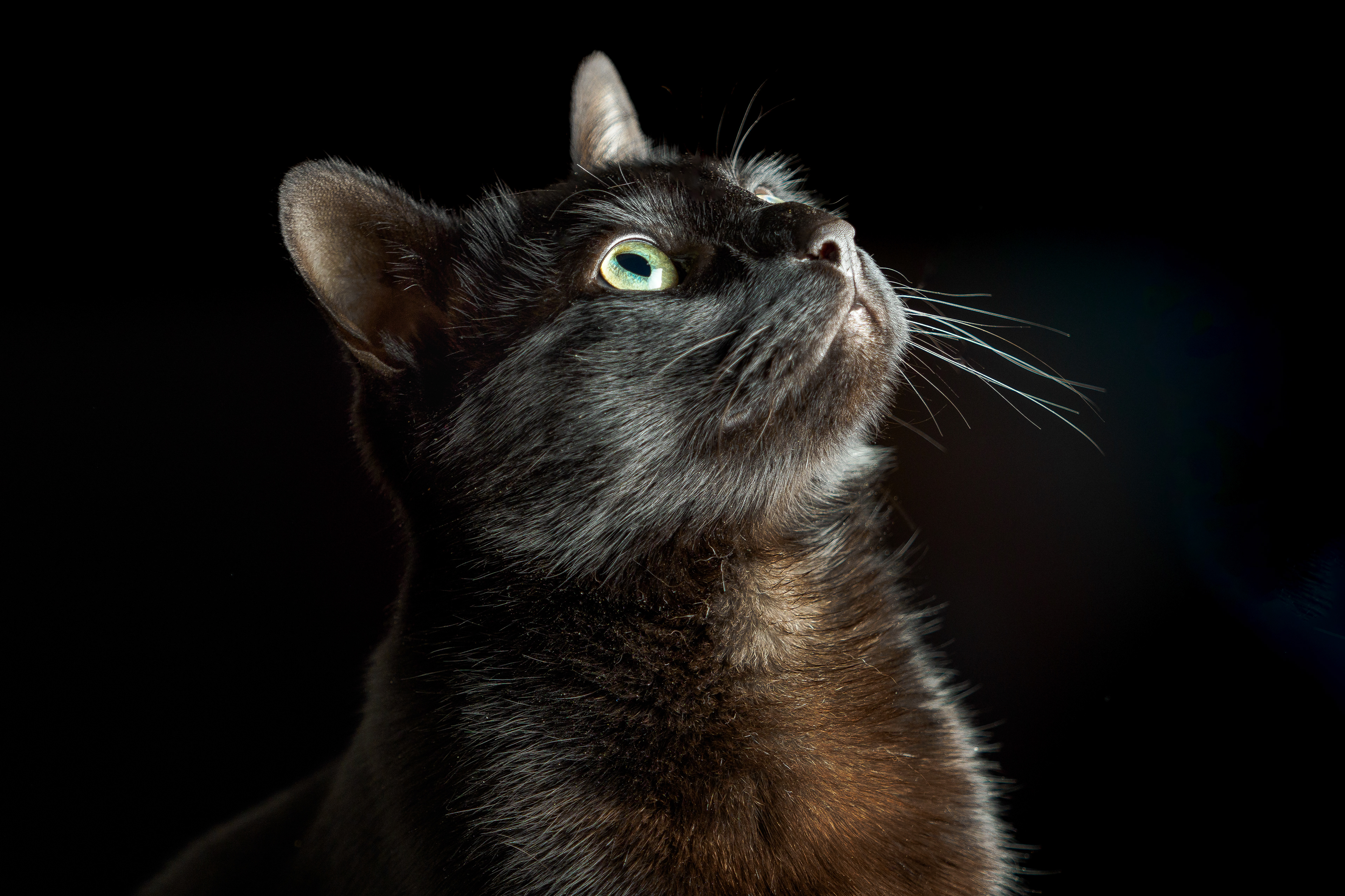 lack cat portrait looking up against a dark background.