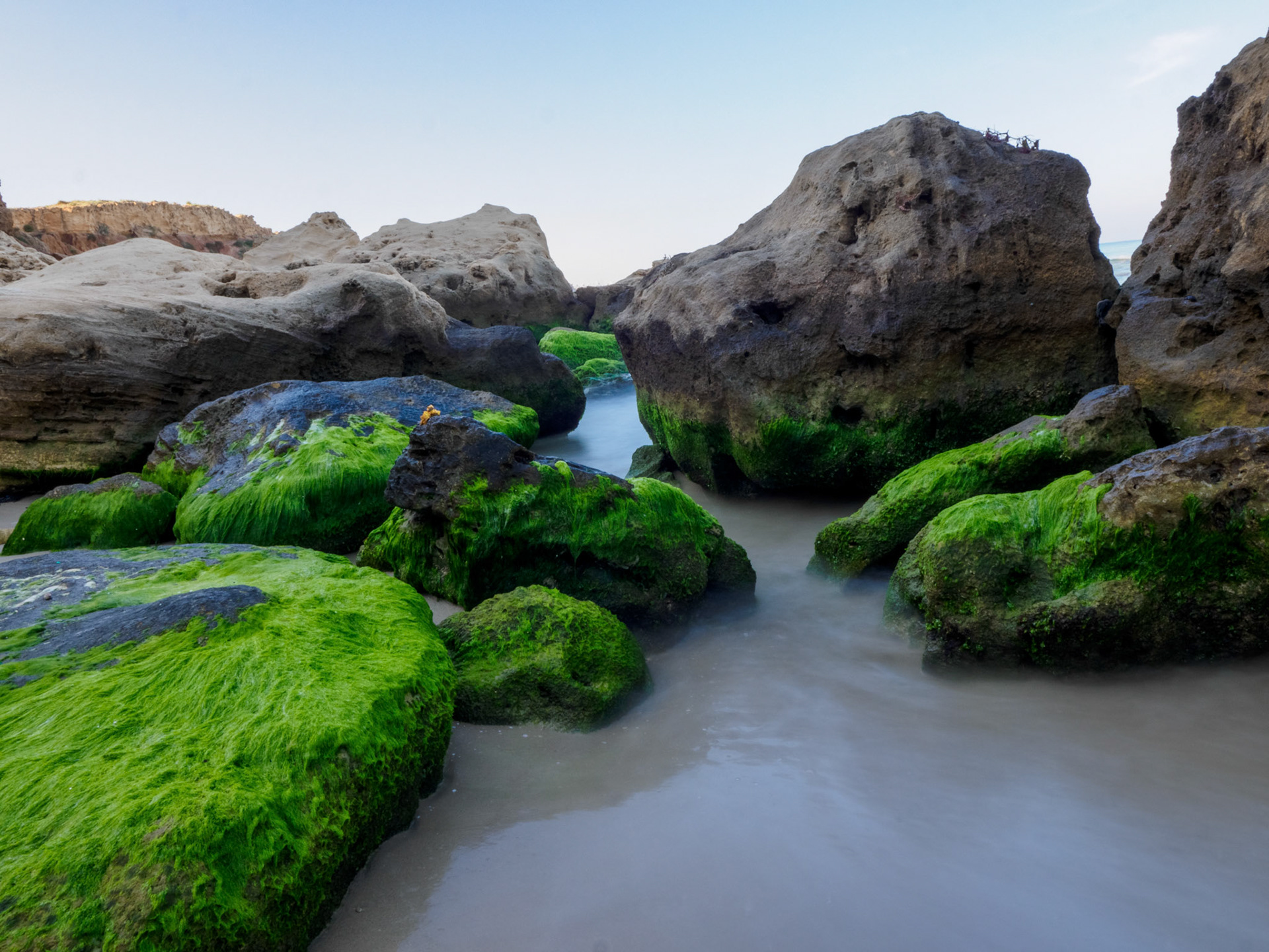 Greenery on rocks during low tide in the beach
