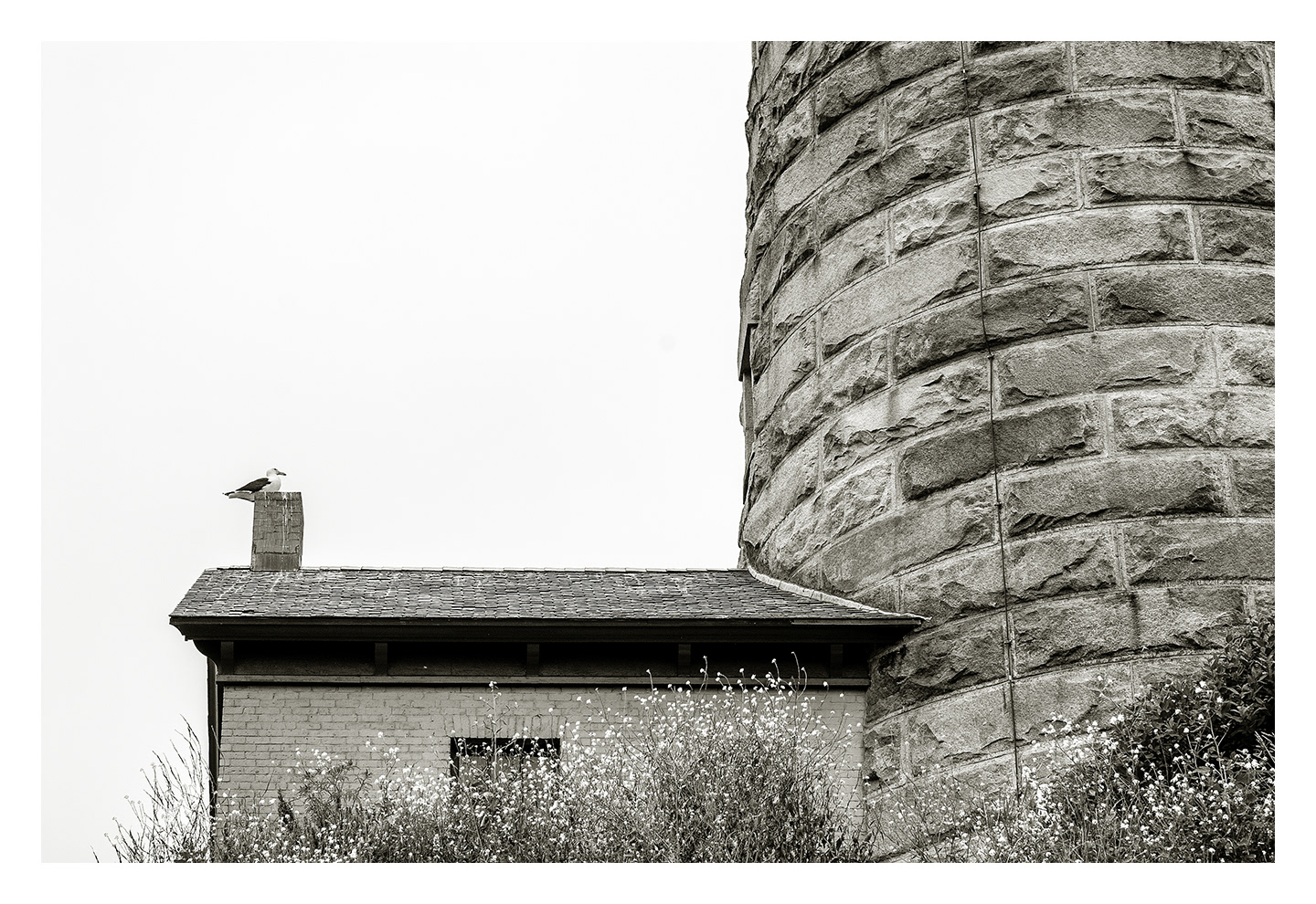 Seagull Sentinel on Chimney