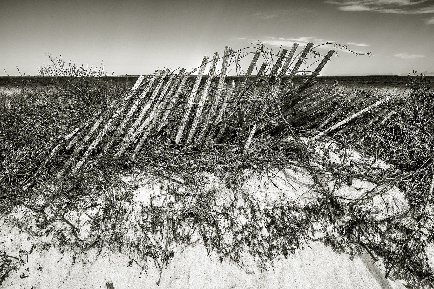 Old Dune Fence, Lobsterville