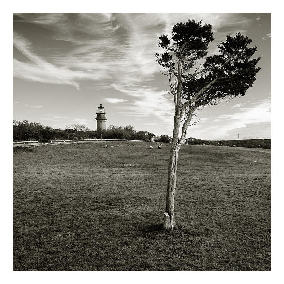 Old Tree and Lighthouse, Aquinnah