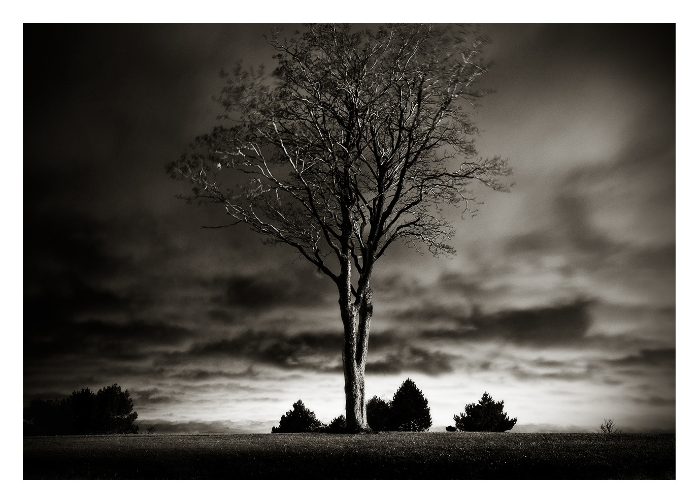 Night Tree, Lynn Shore Drive