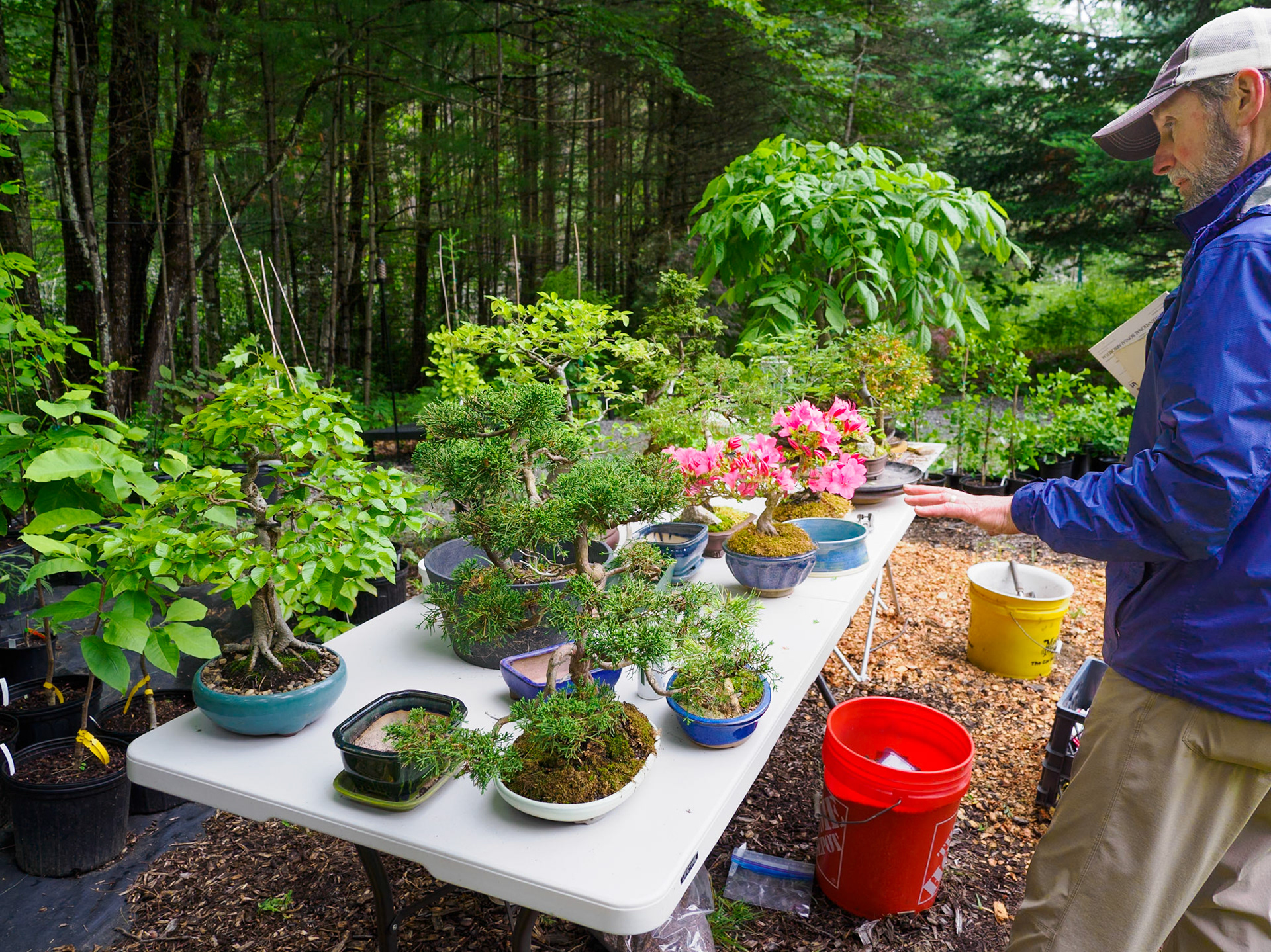 Bonsai collection on display at an Open House event at Mason Hollow Nursery