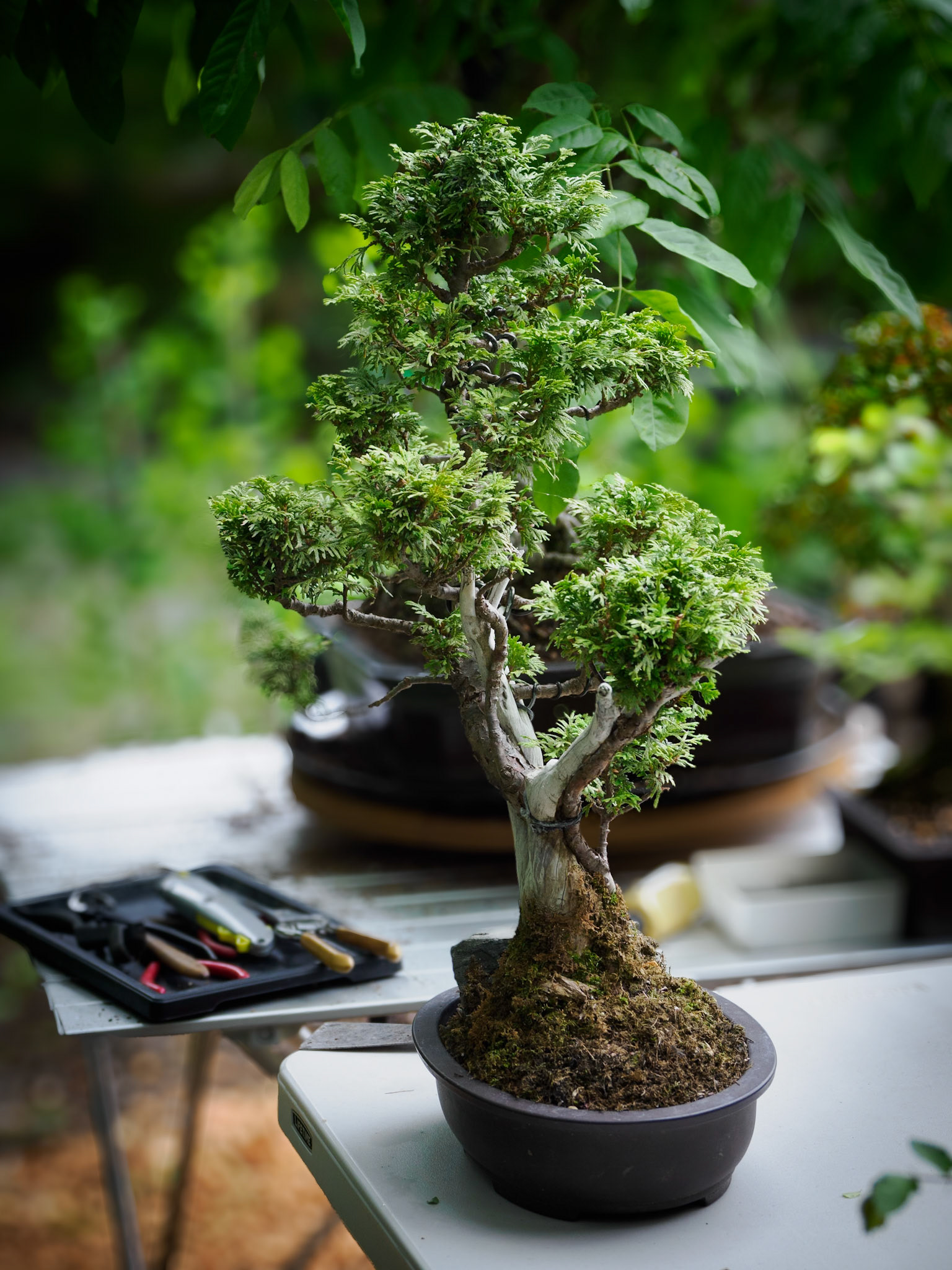 Bonsai collection on display at an Open House event at Mason Hollow Nursery