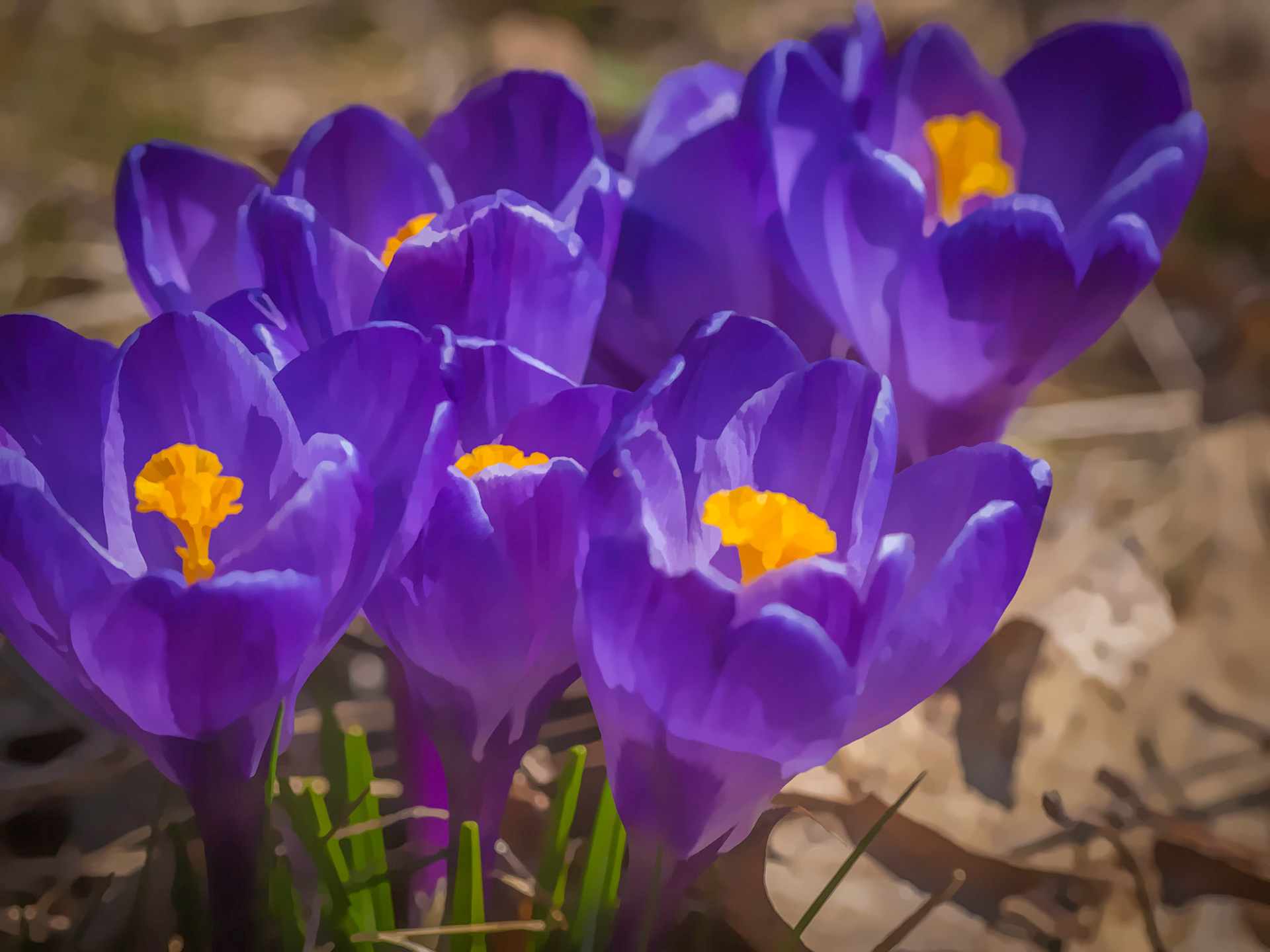 Crocus, a harbinger of Spring